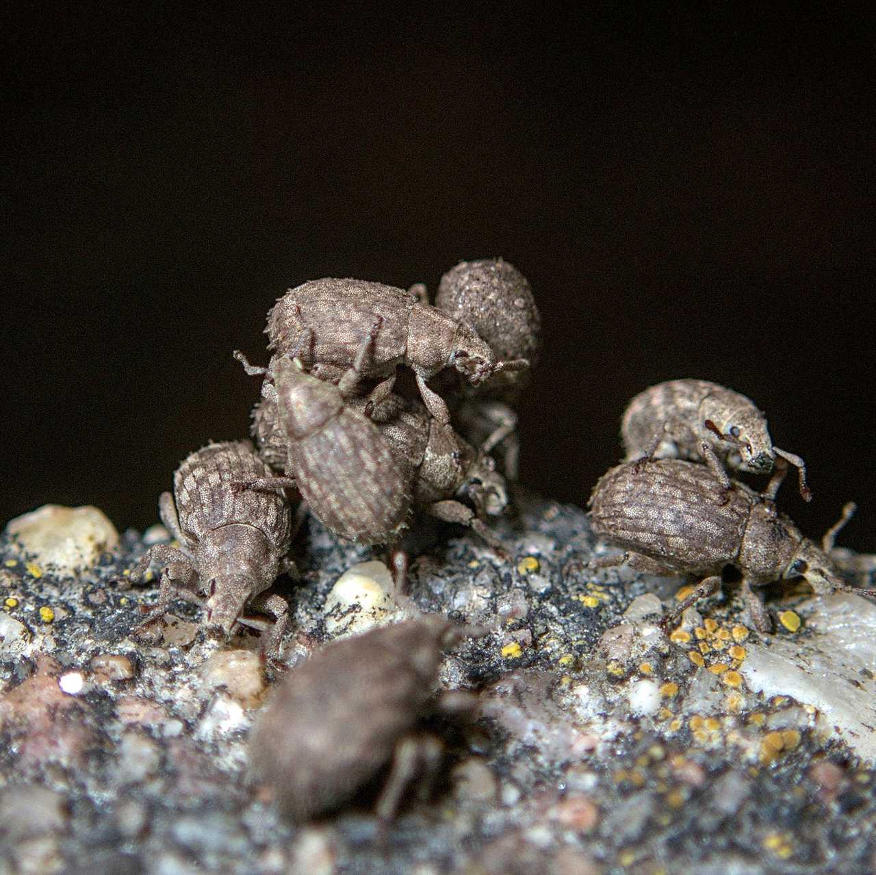 Romualdius bifoveolatus