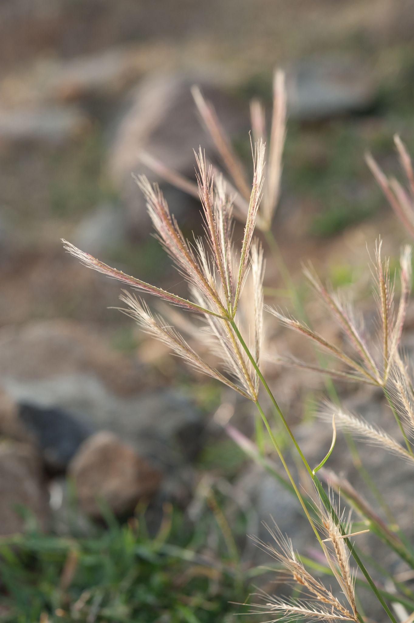 Chloris divaricata
