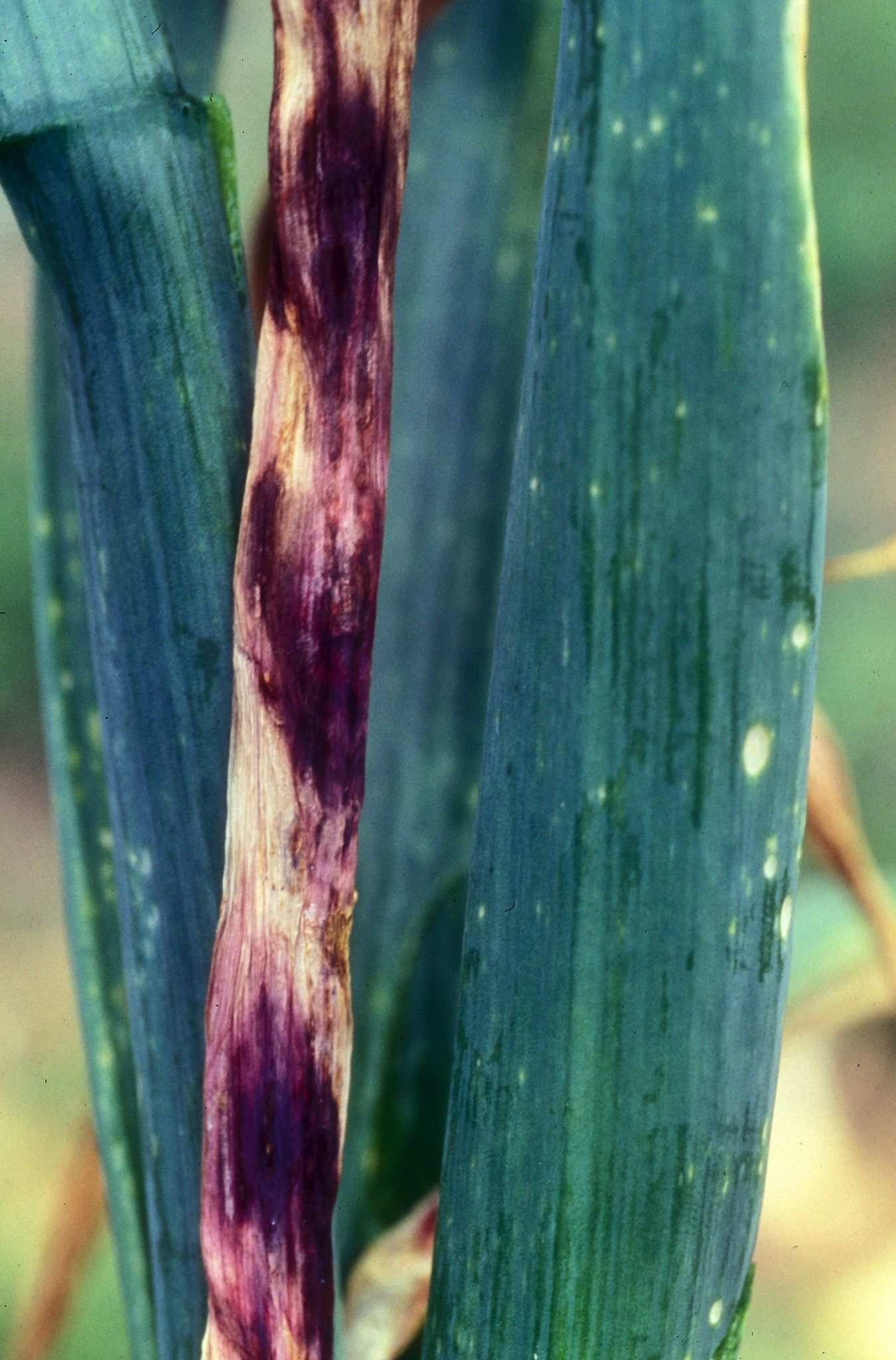 Alternaria porri