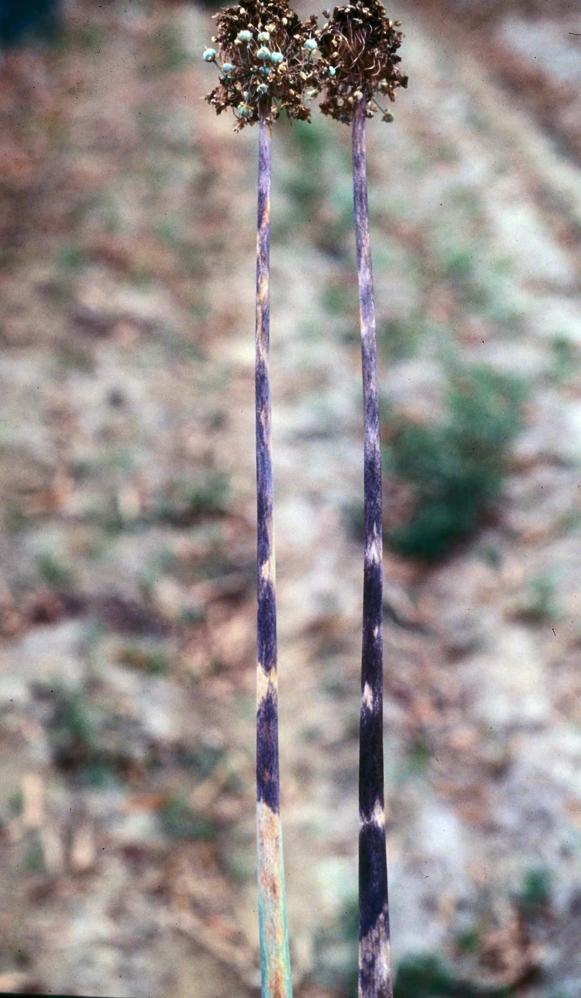 Alternaria porri