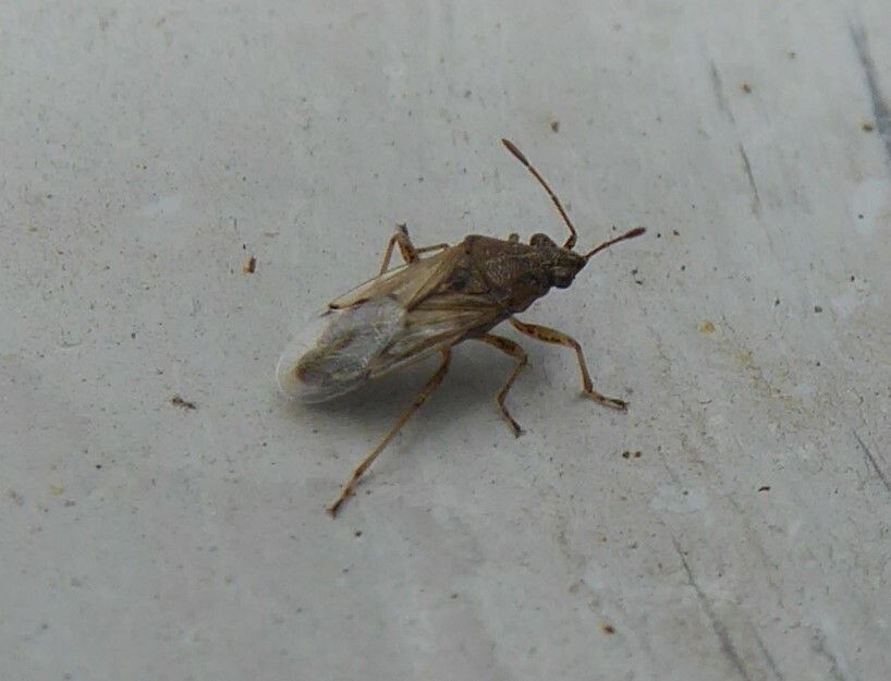 Nysius senecionis