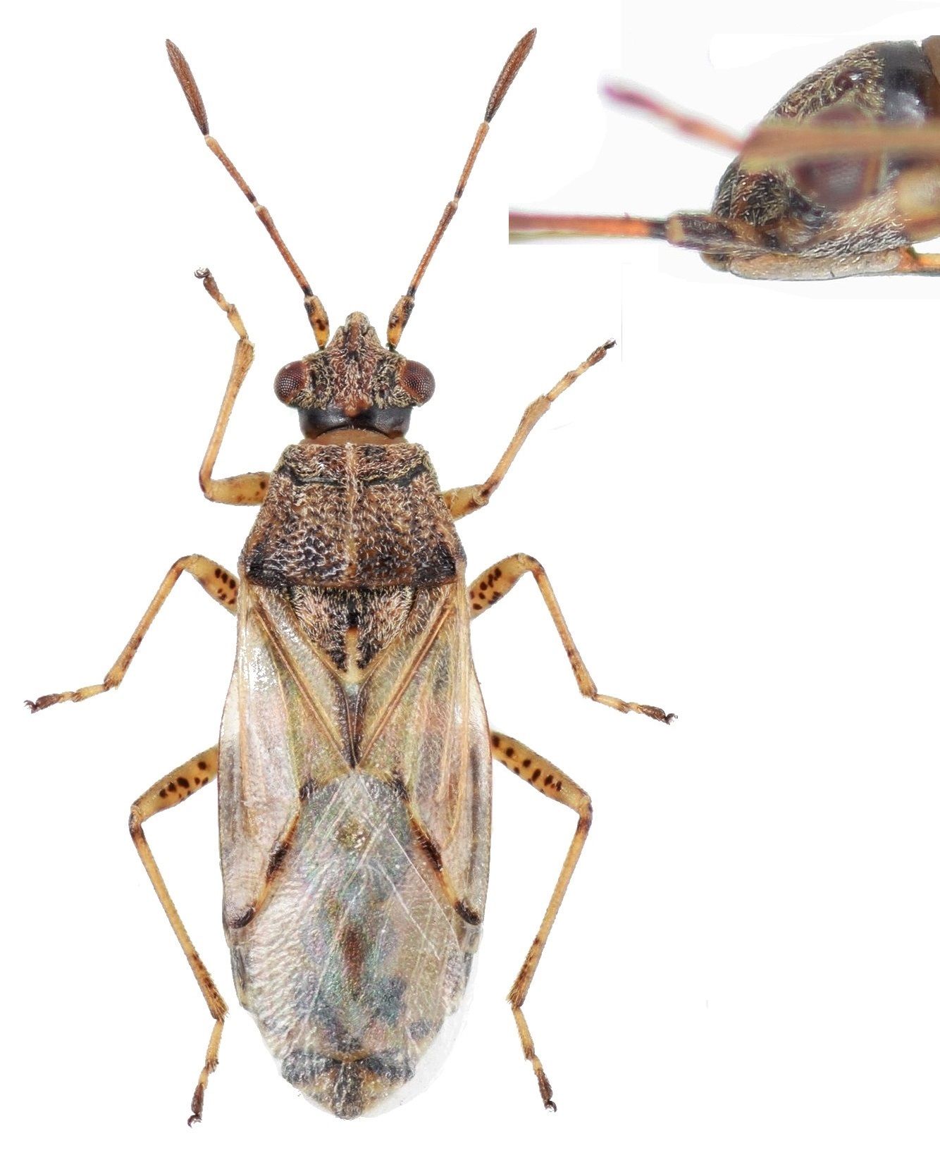 Nysius senecionis