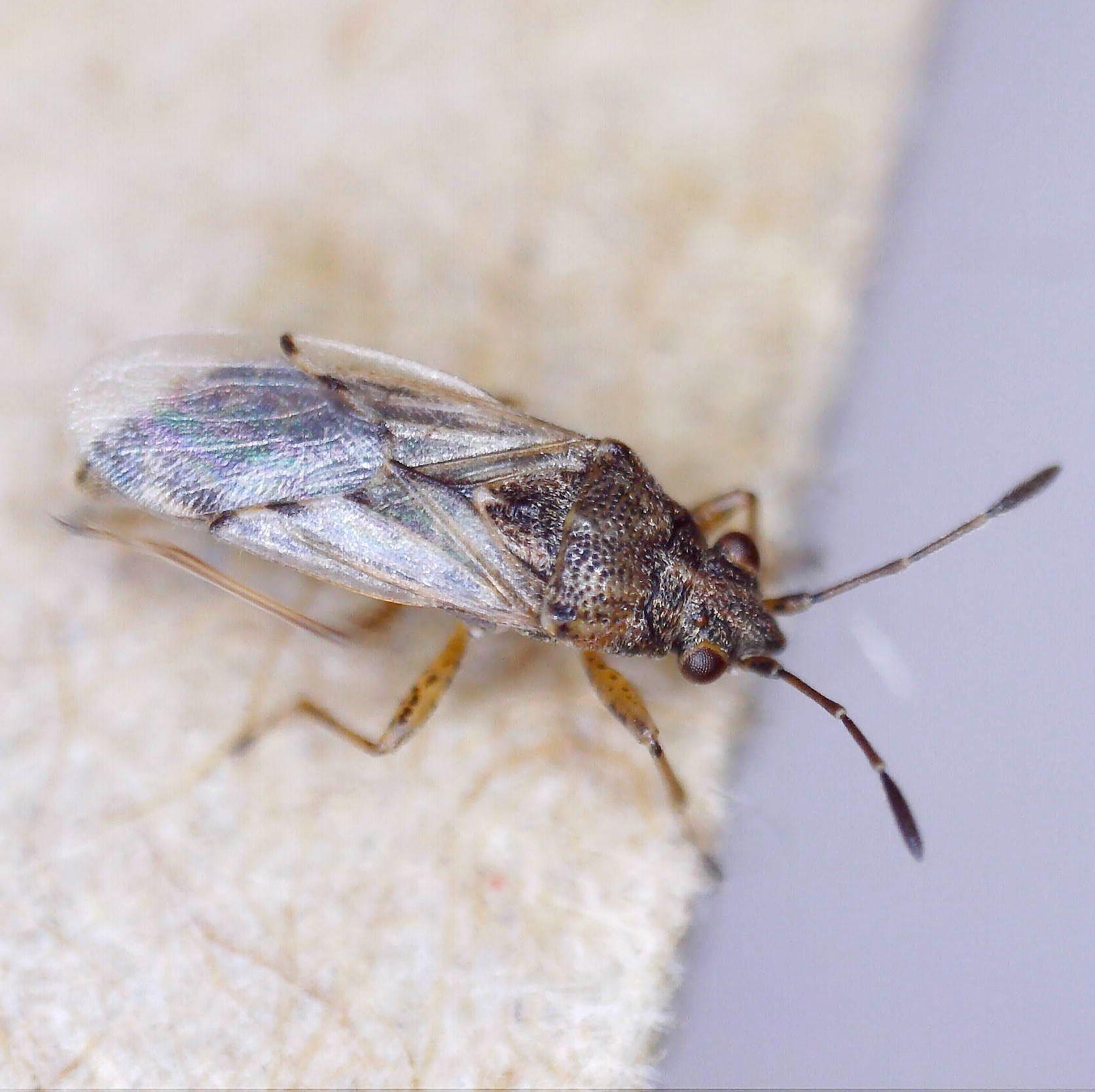 Nysius senecionis