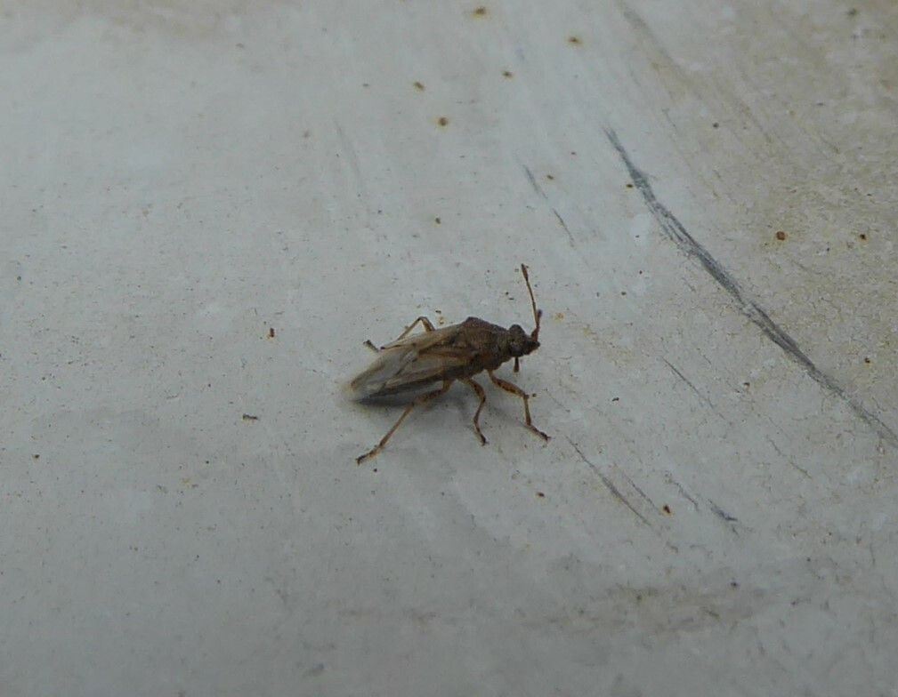 Nysius senecionis