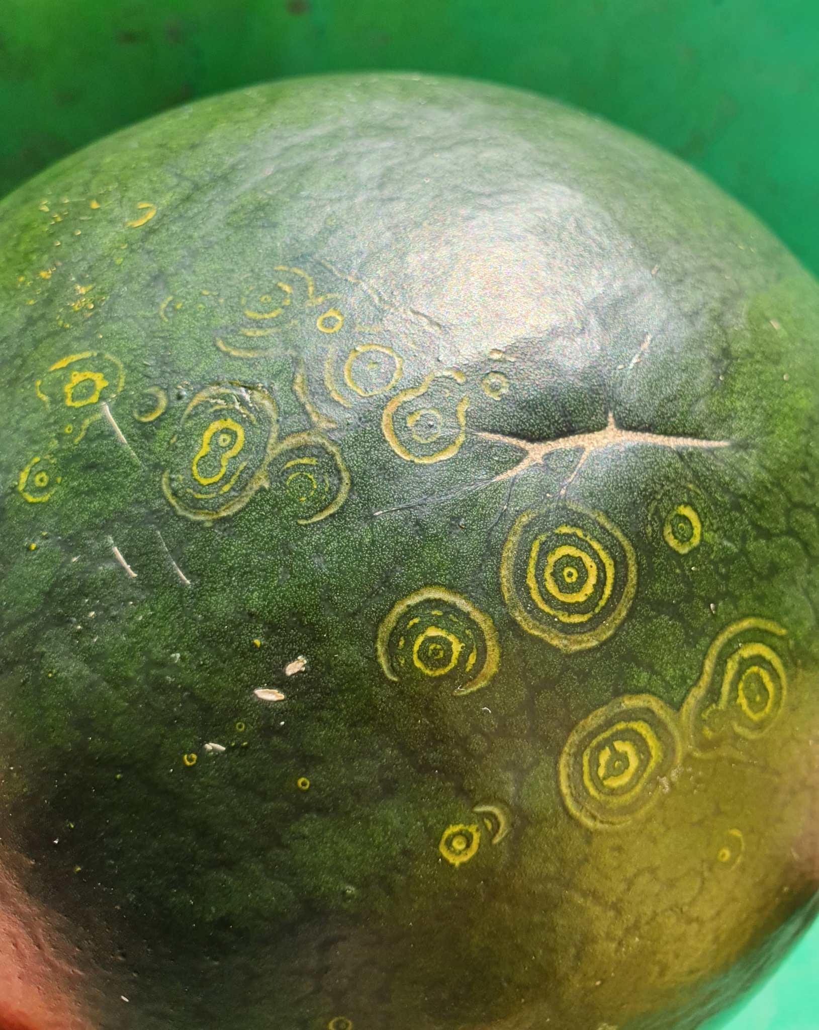 Watermelon mosaic virus