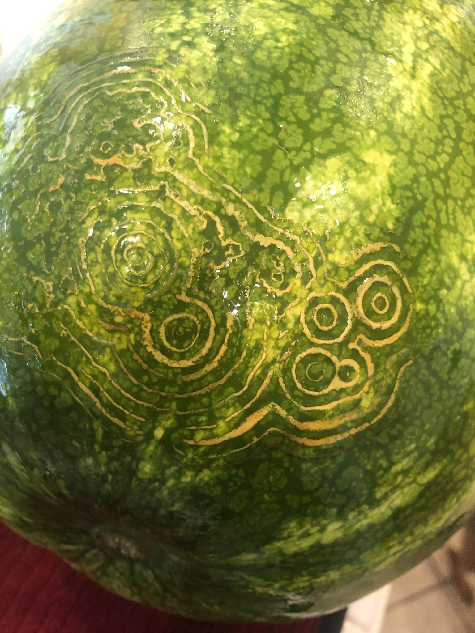 Watermelon mosaic virus