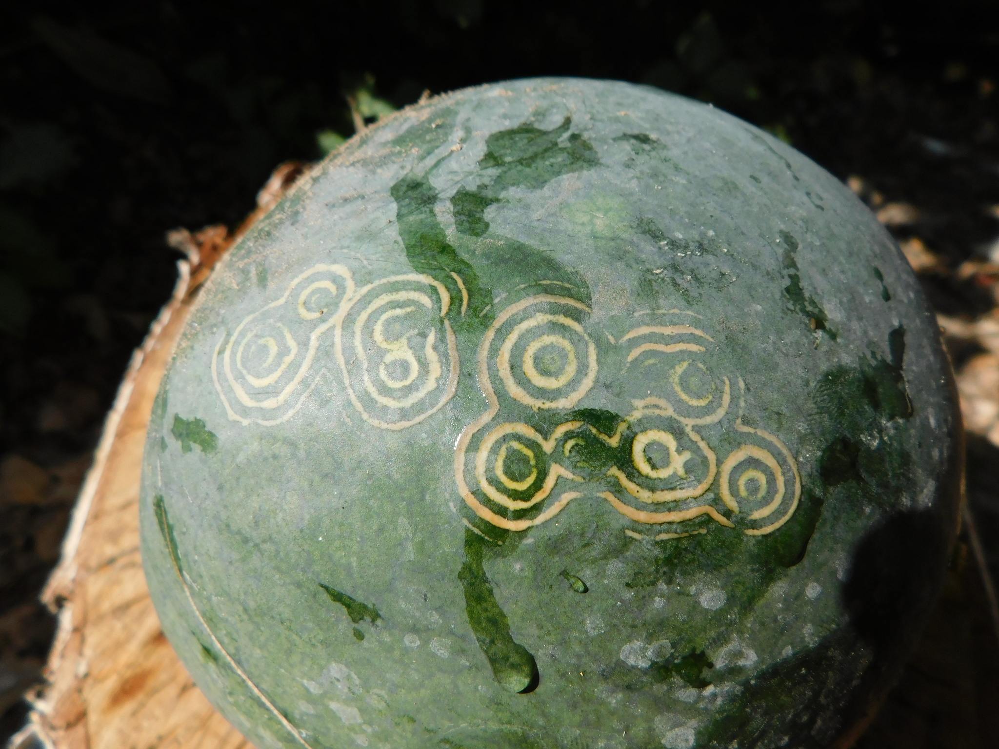 Watermelon mosaic virus
