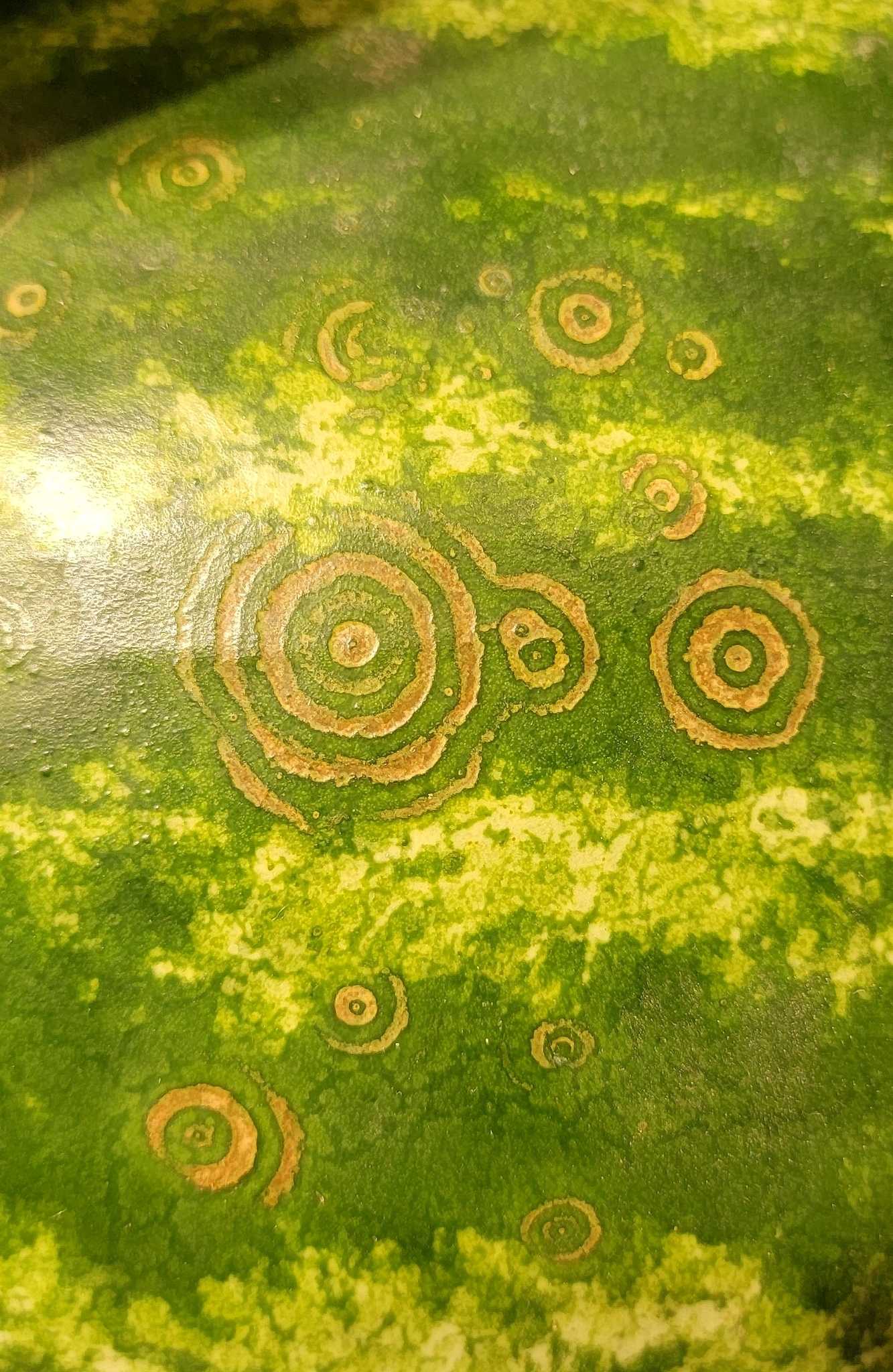 Watermelon mosaic virus