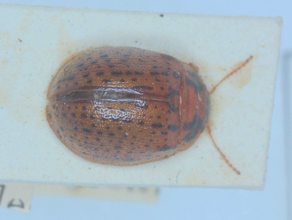 Trachymela tincticollis