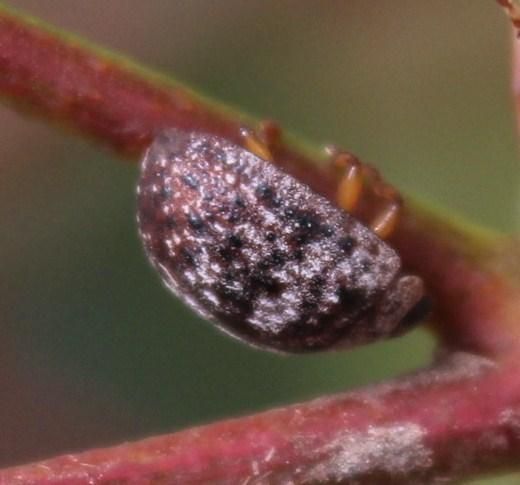 Trachymela tincticollis