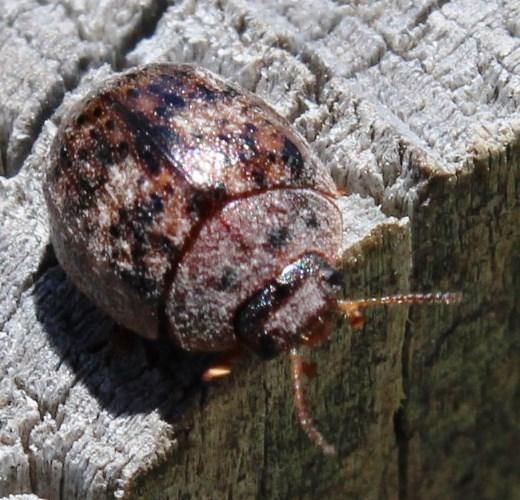 Trachymela tincticollis