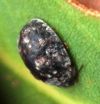 Trachymela tincticollis