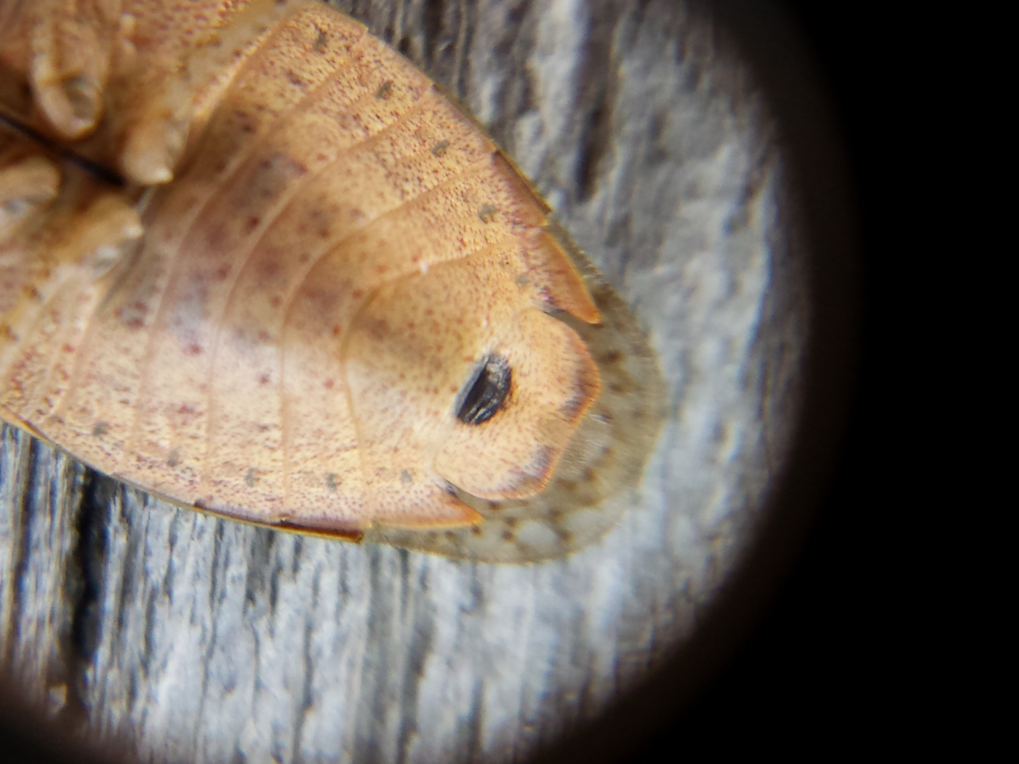 Euschistus variolarius