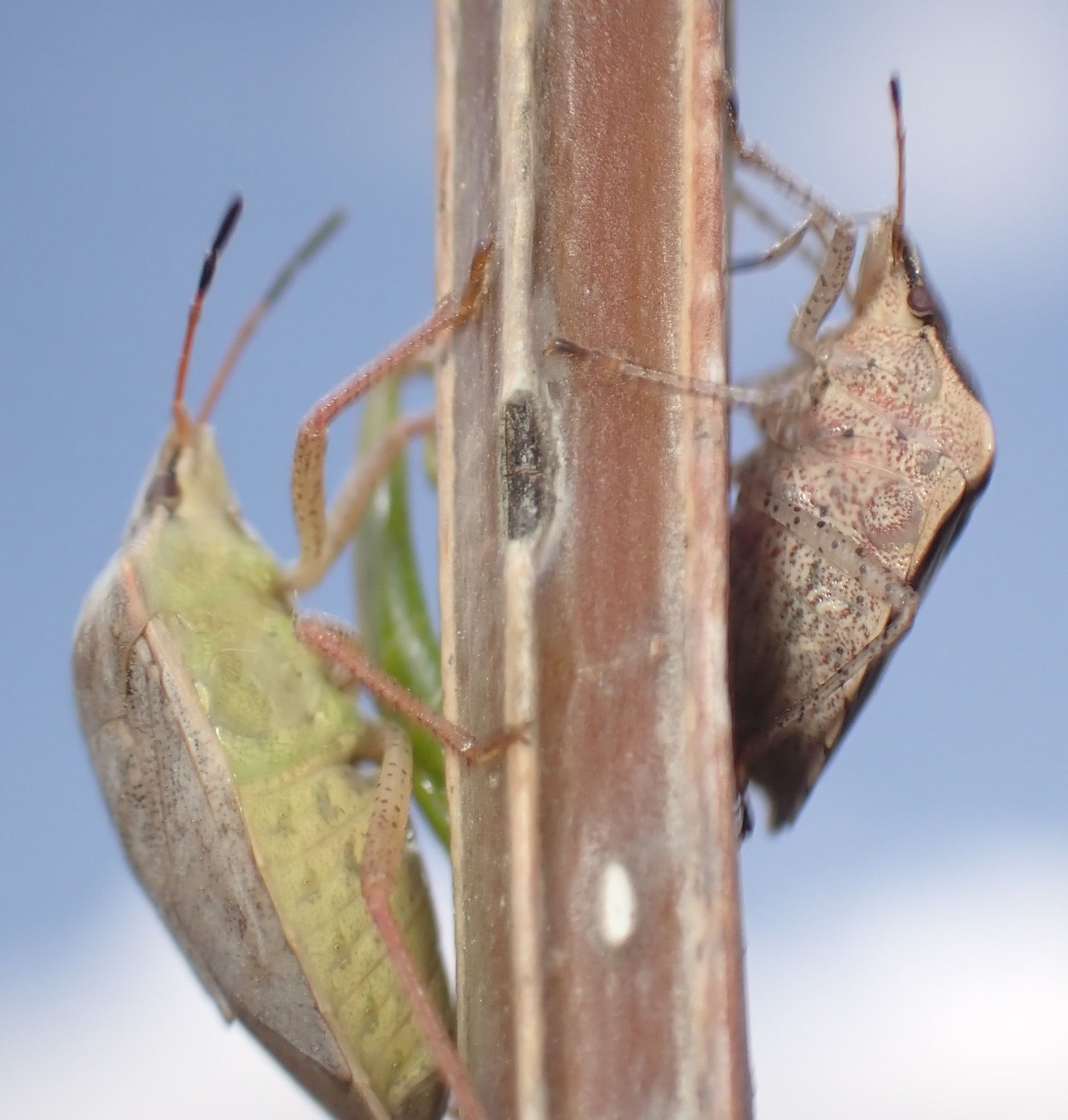 Euschistus variolarius
