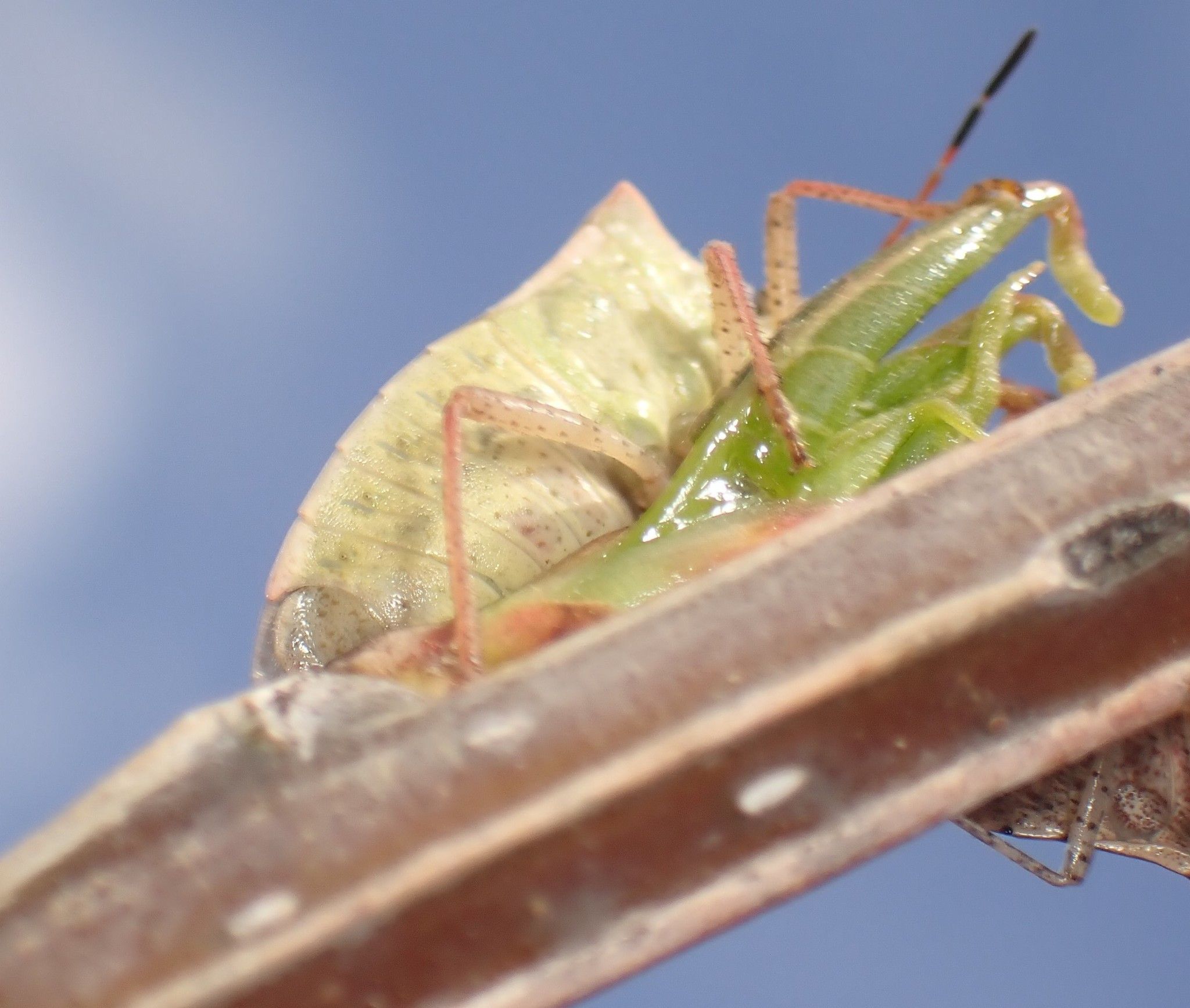 Euschistus variolarius