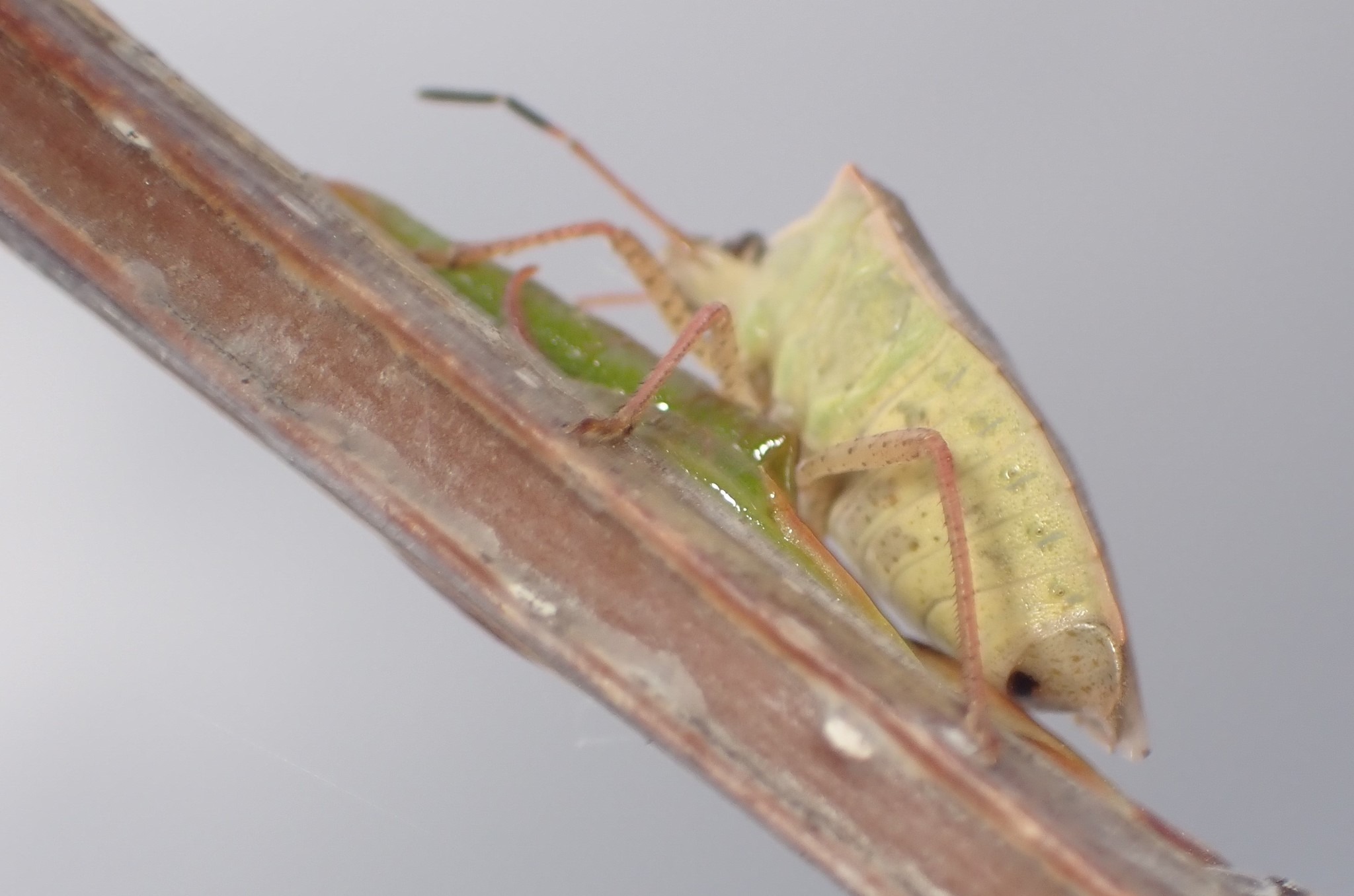 Euschistus variolarius