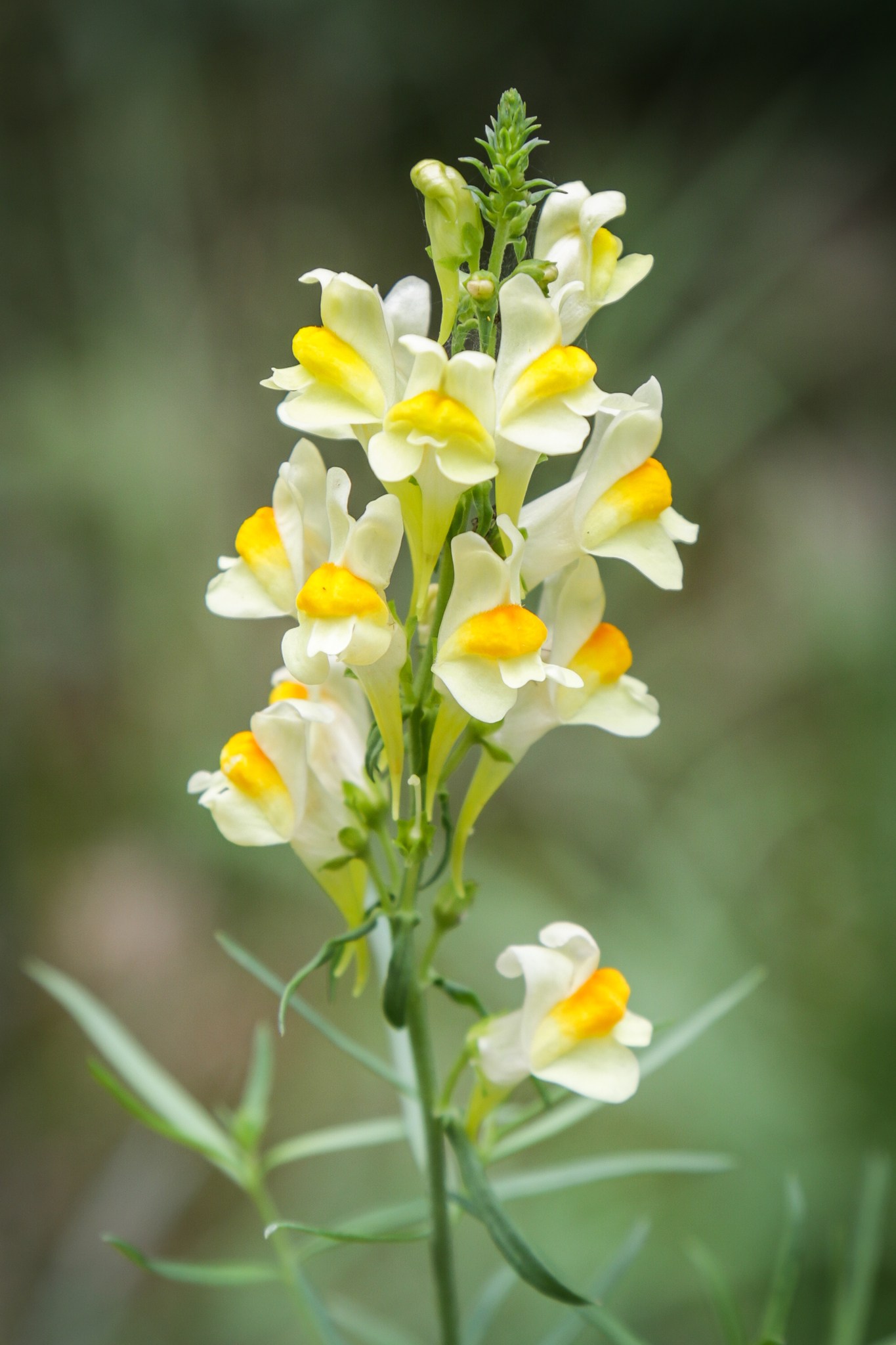 Linaria vulgaris