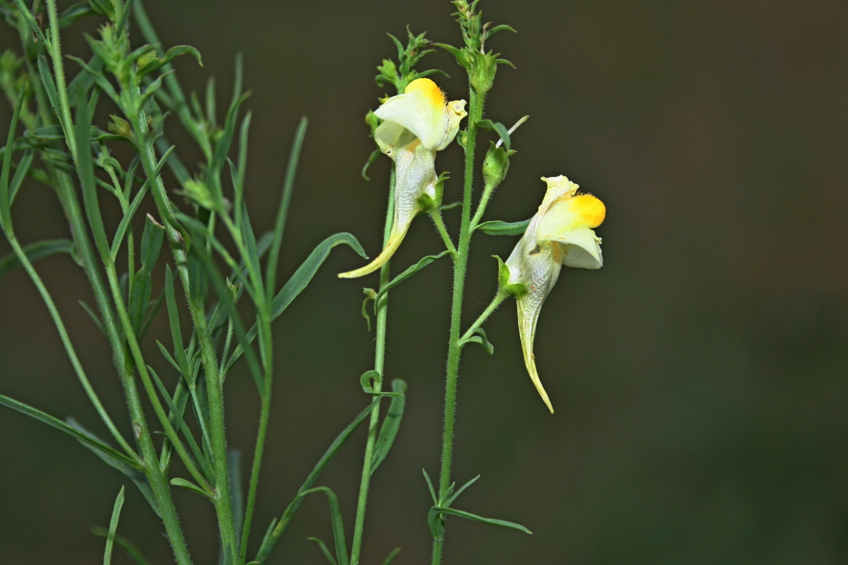 Linaria vulgaris