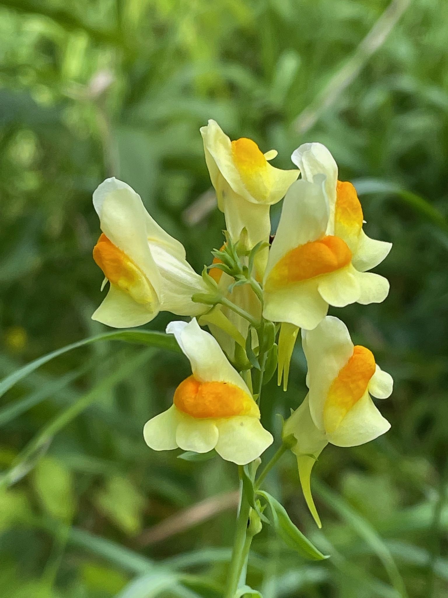 Linaria vulgaris