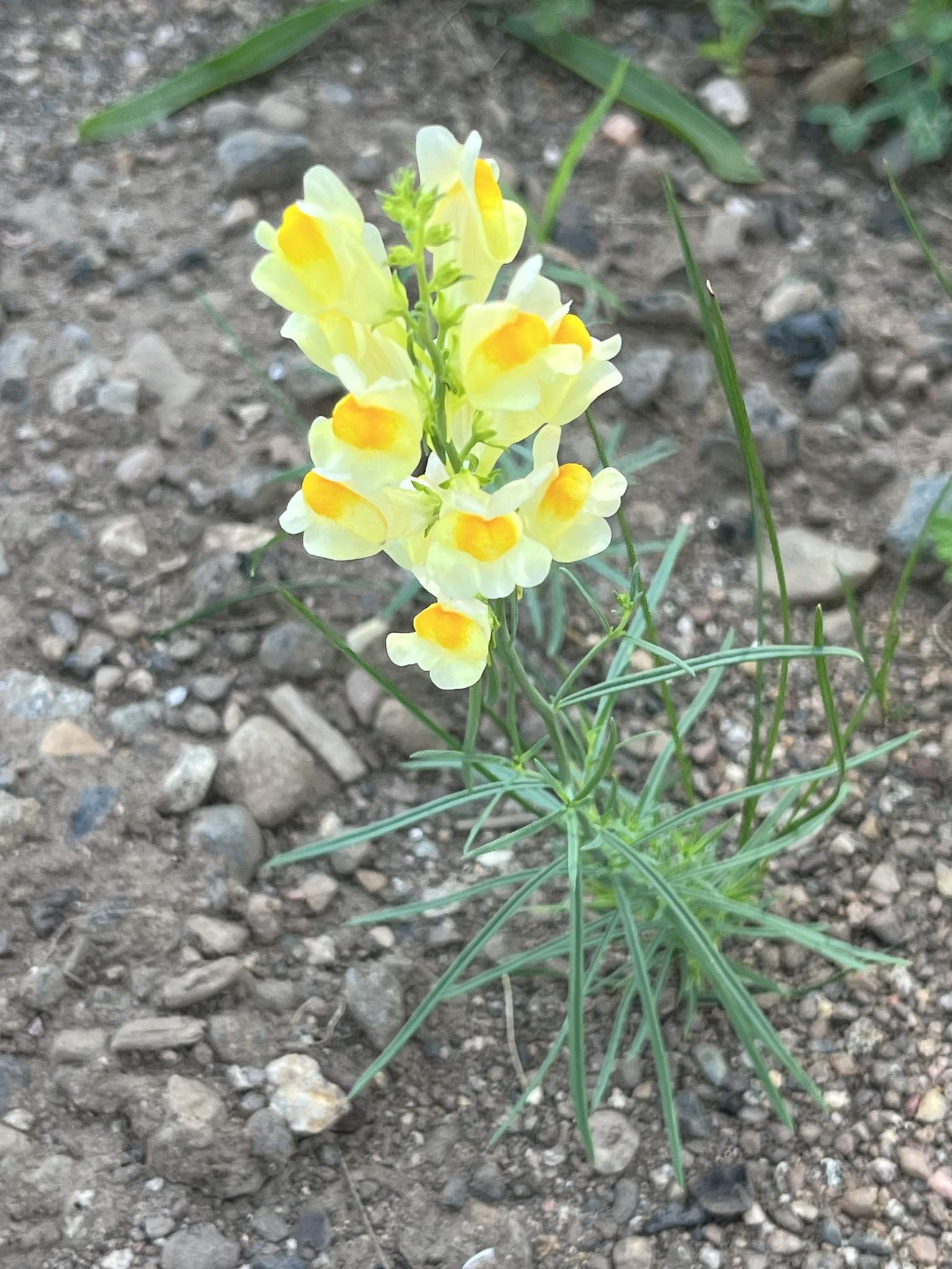 Linaria vulgaris