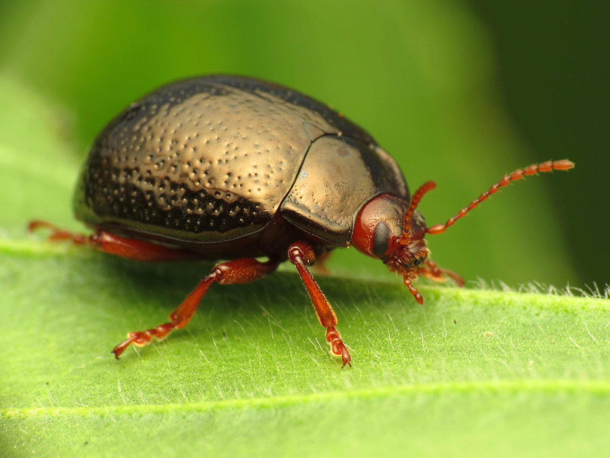 Chrysolina