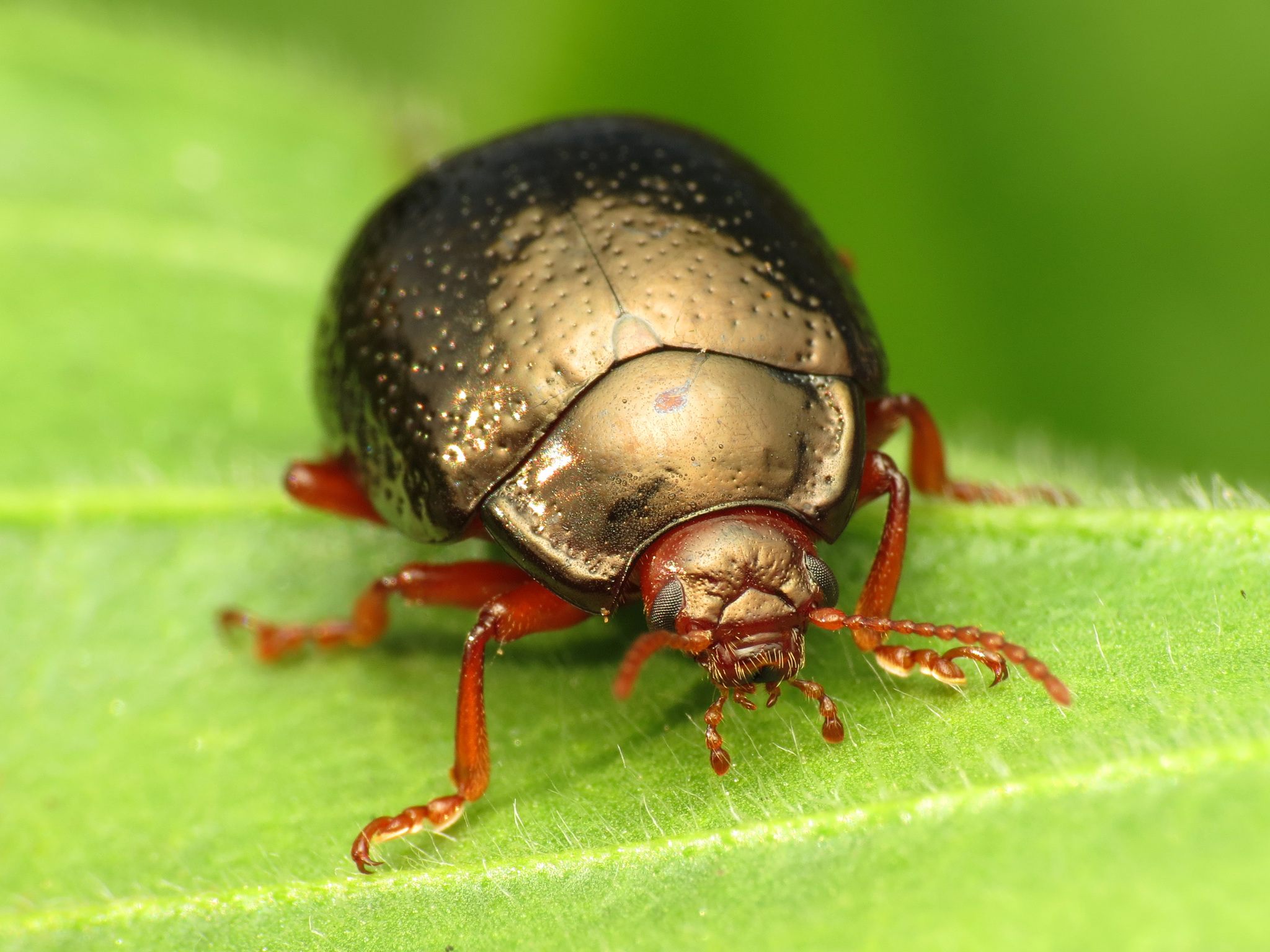 Chrysolina