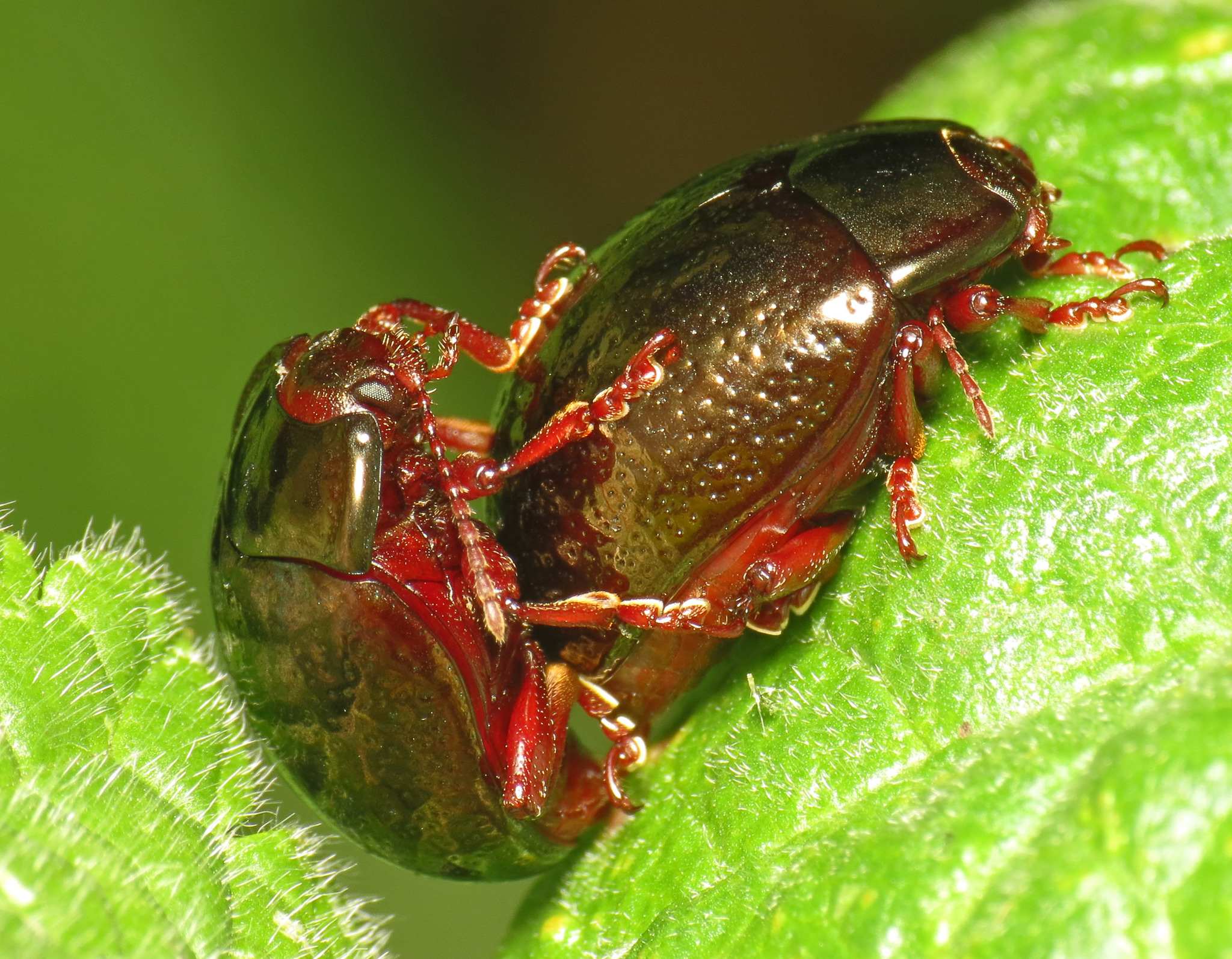 Chrysolina