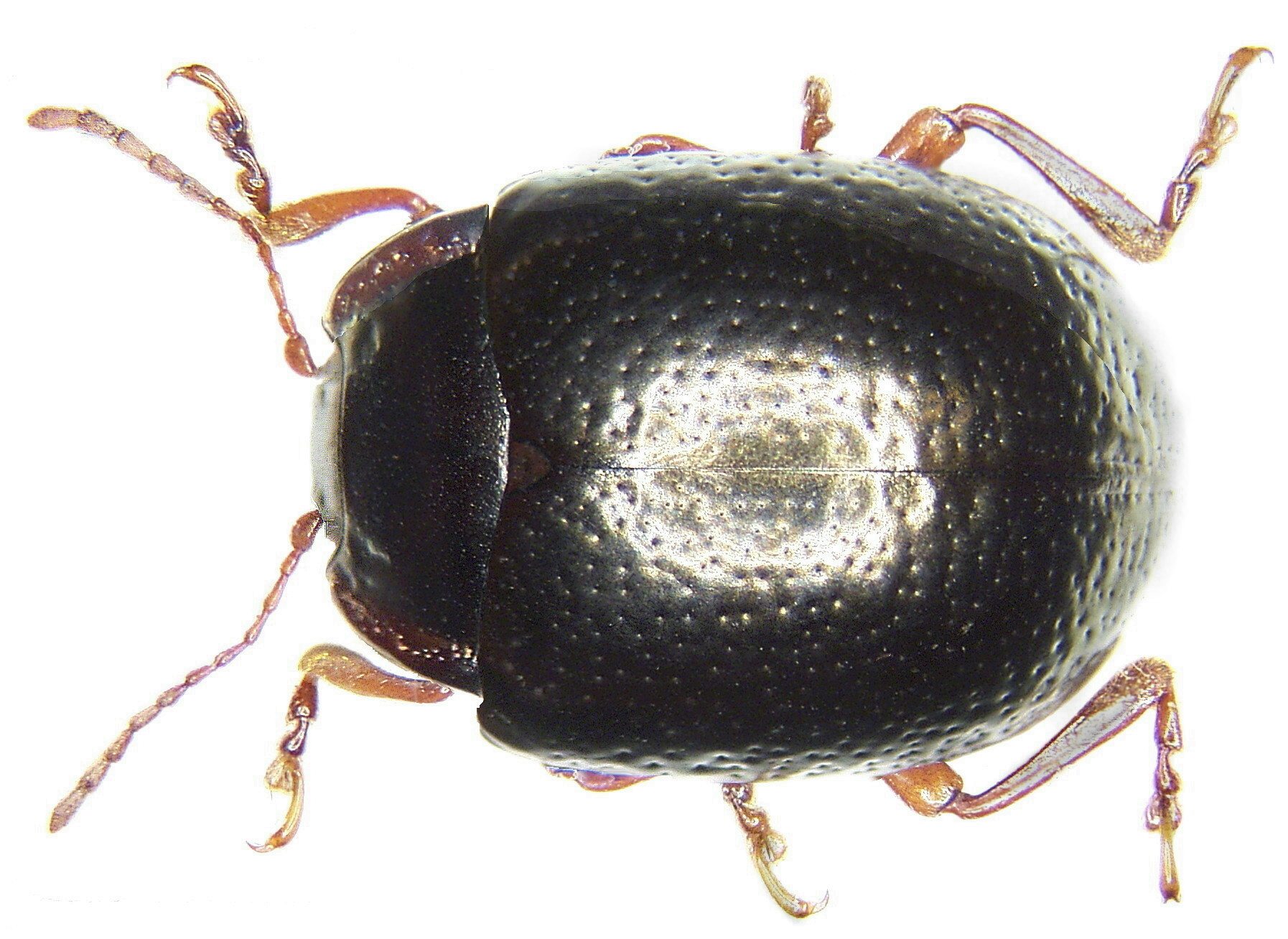Chrysolina