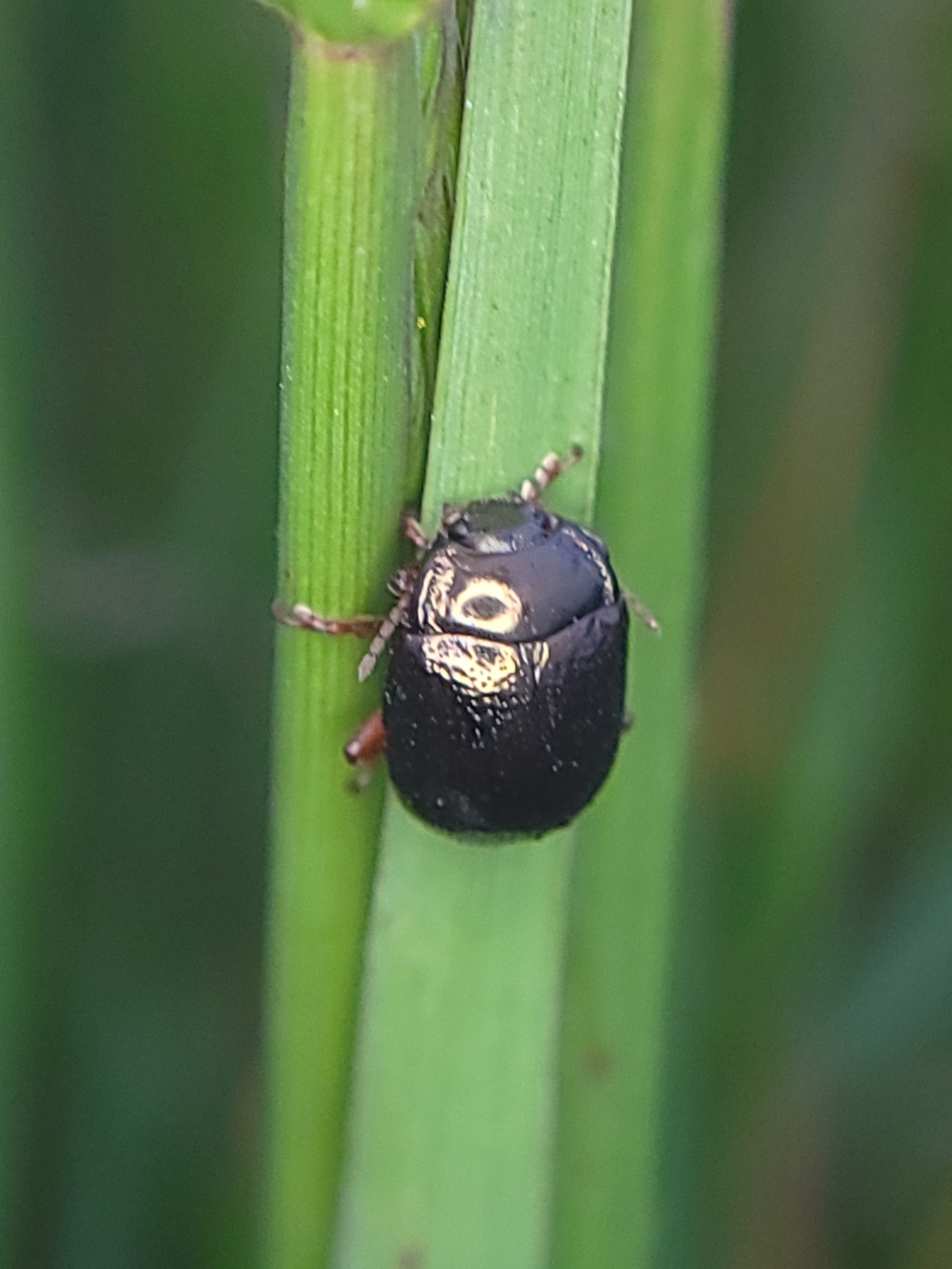 Chrysolina