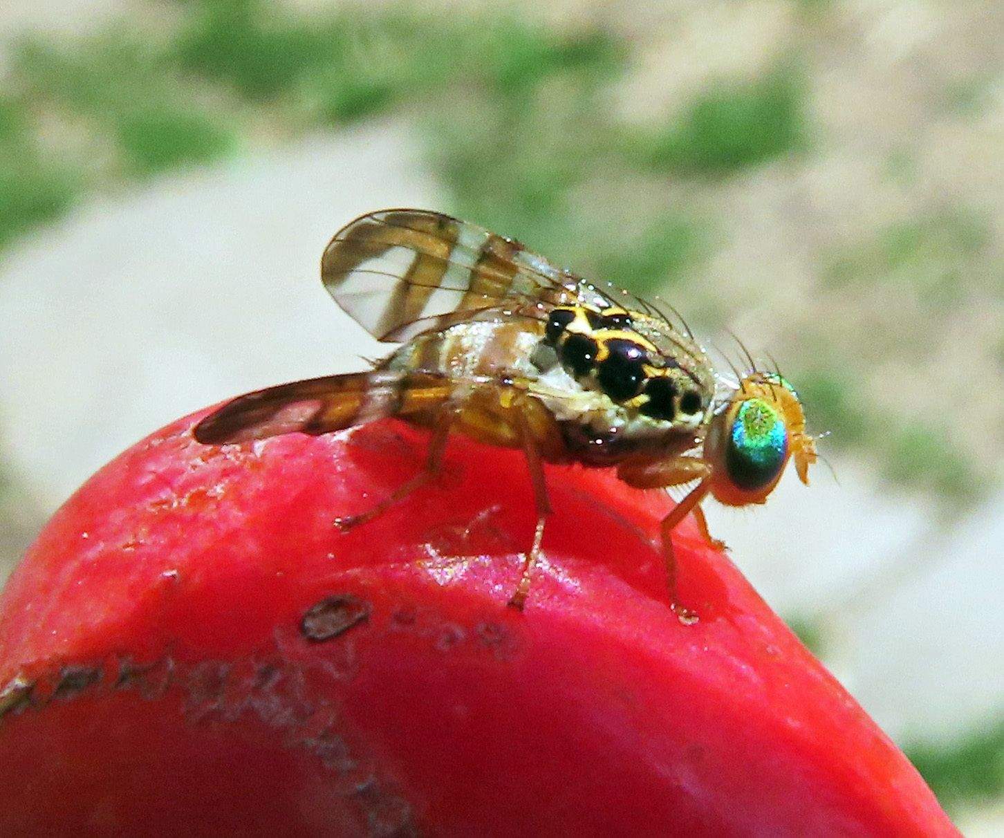 Carpomya schineri