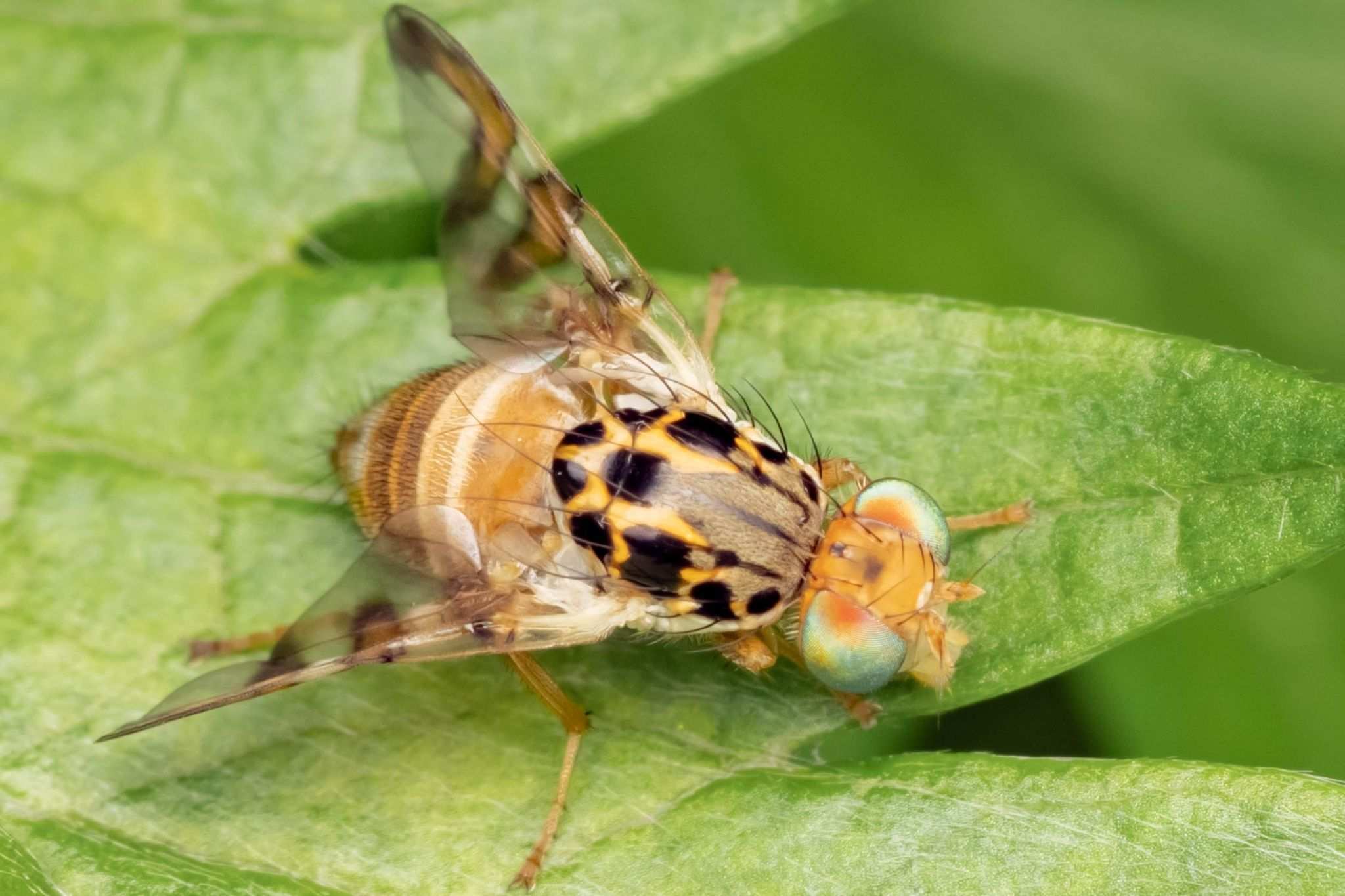 Carpomya schineri