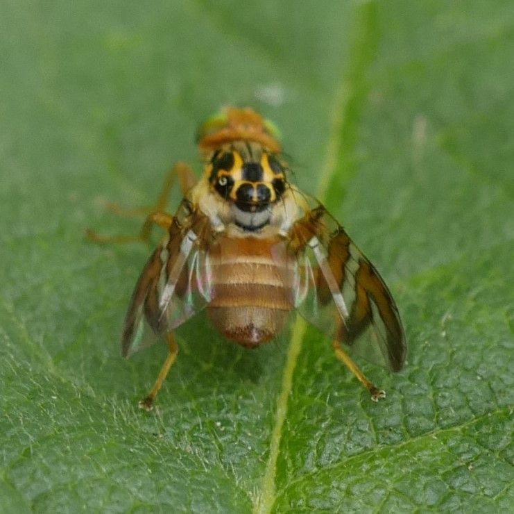 Carpomya schineri