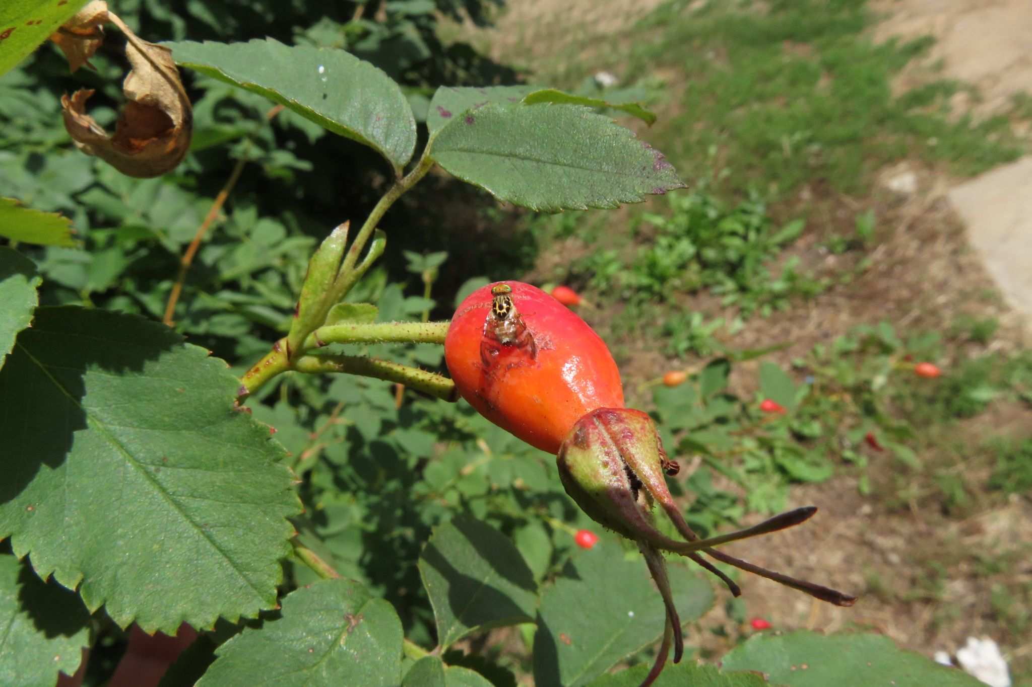 Carpomya schineri