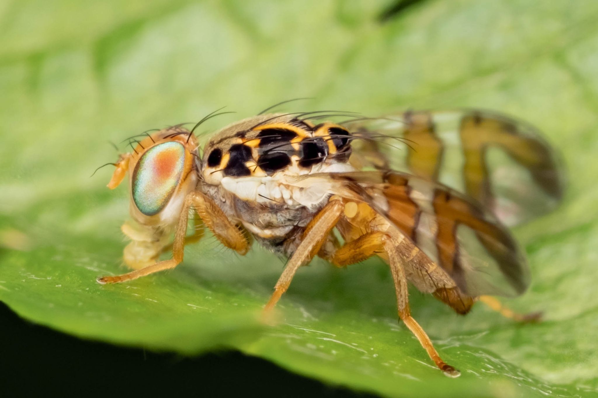 Carpomya schineri