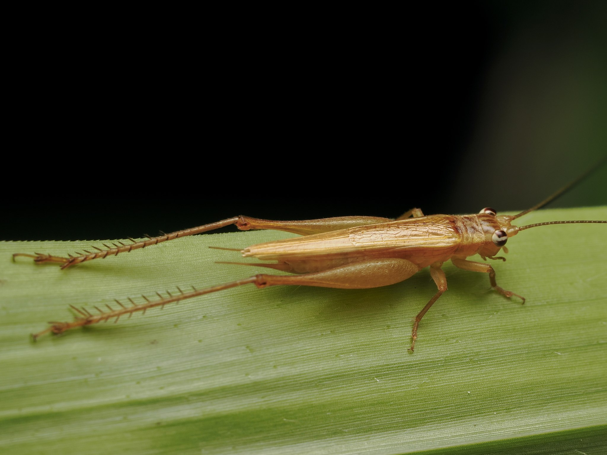 Euscyrtus concinnus