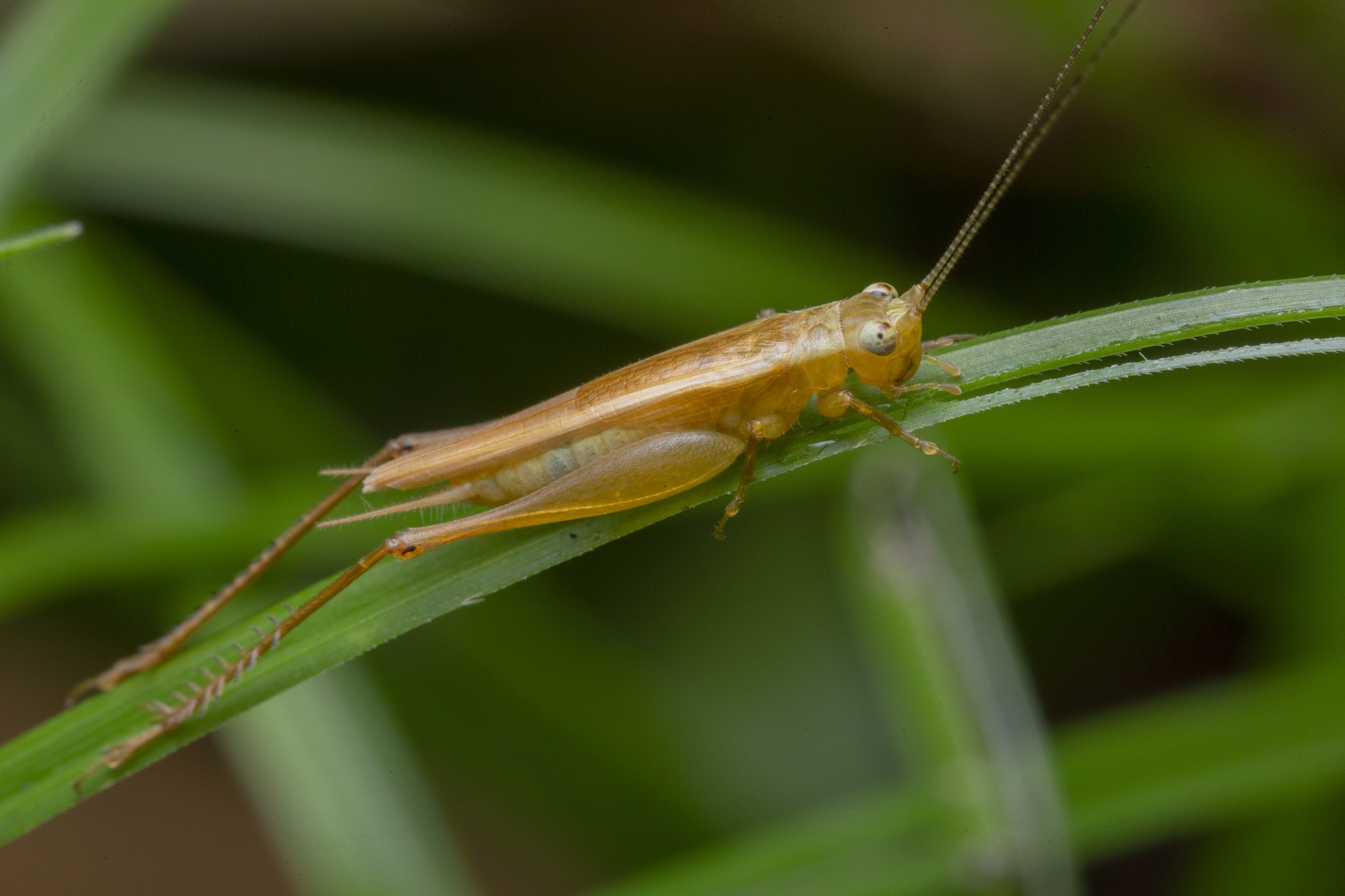Euscyrtus concinnus