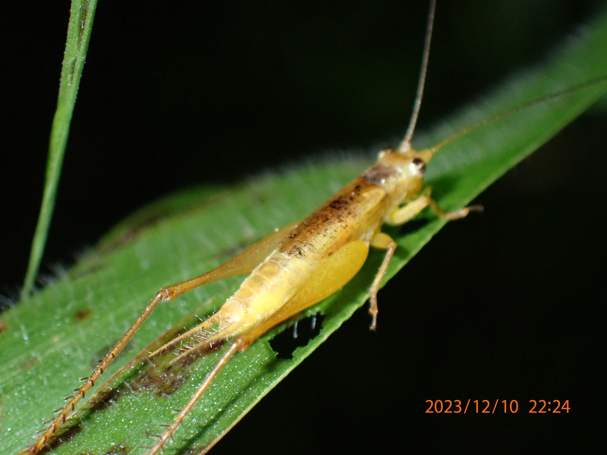 Euscyrtus concinnus