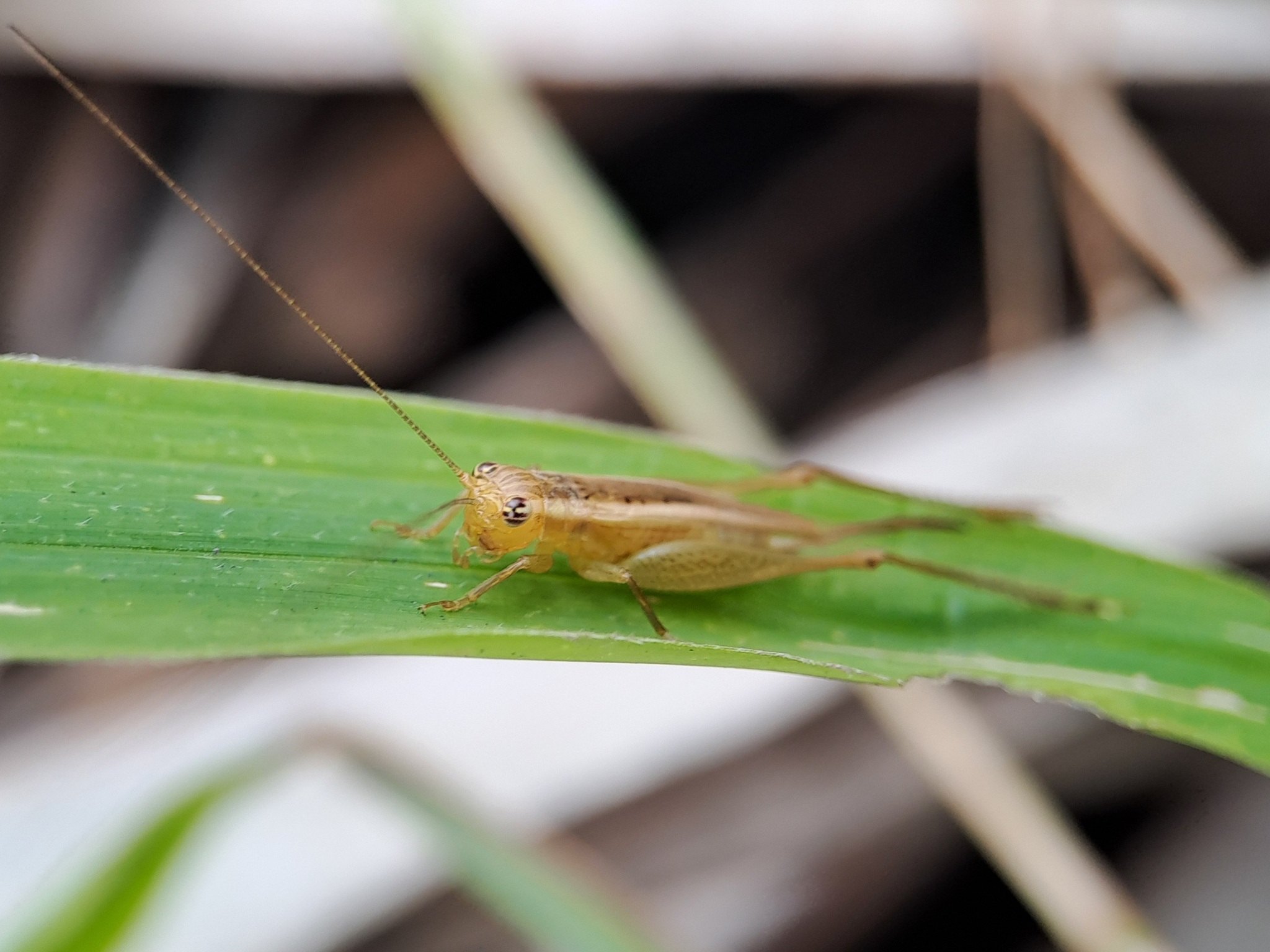 Euscyrtus concinnus