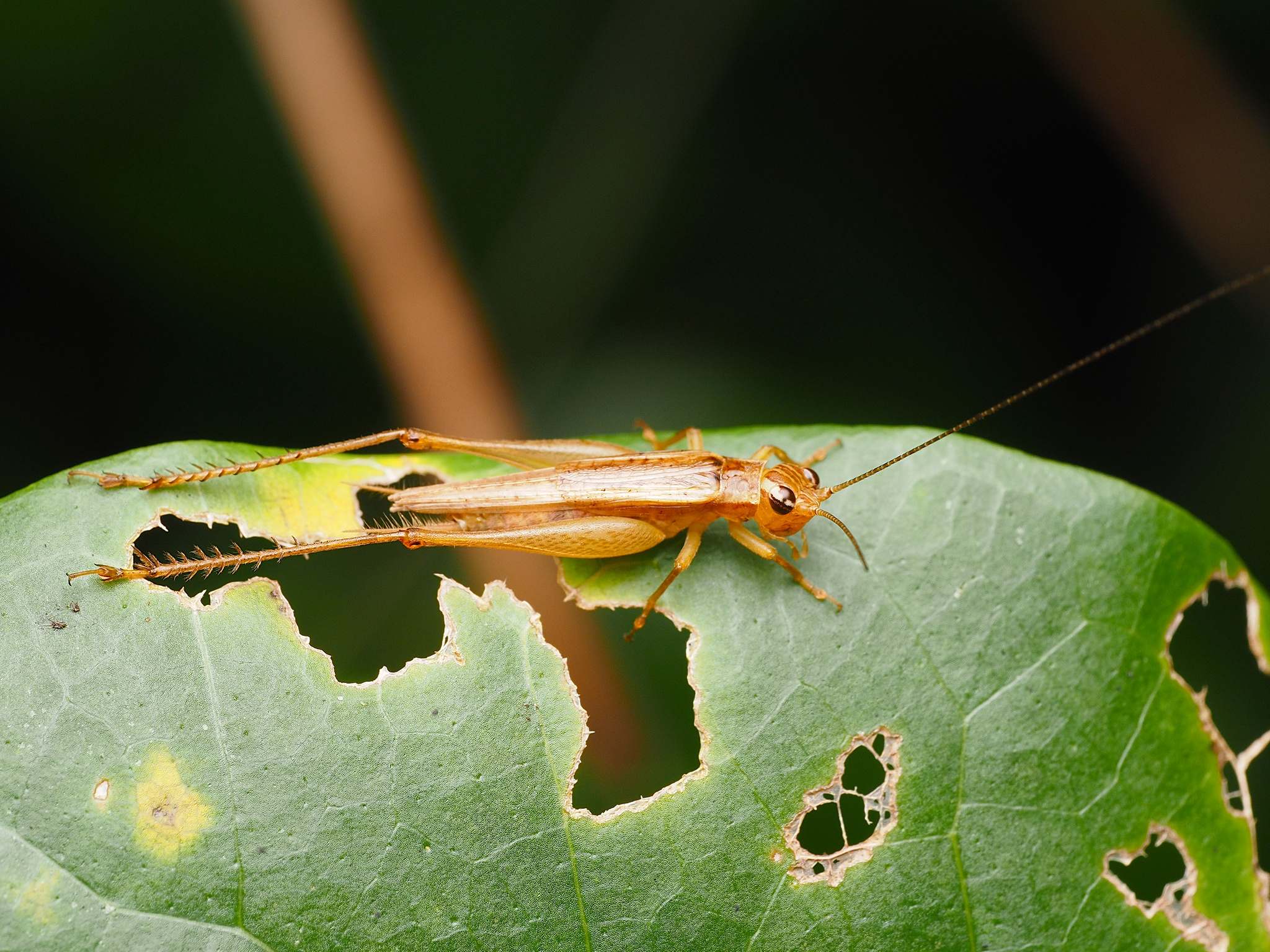 Euscyrtus concinnus