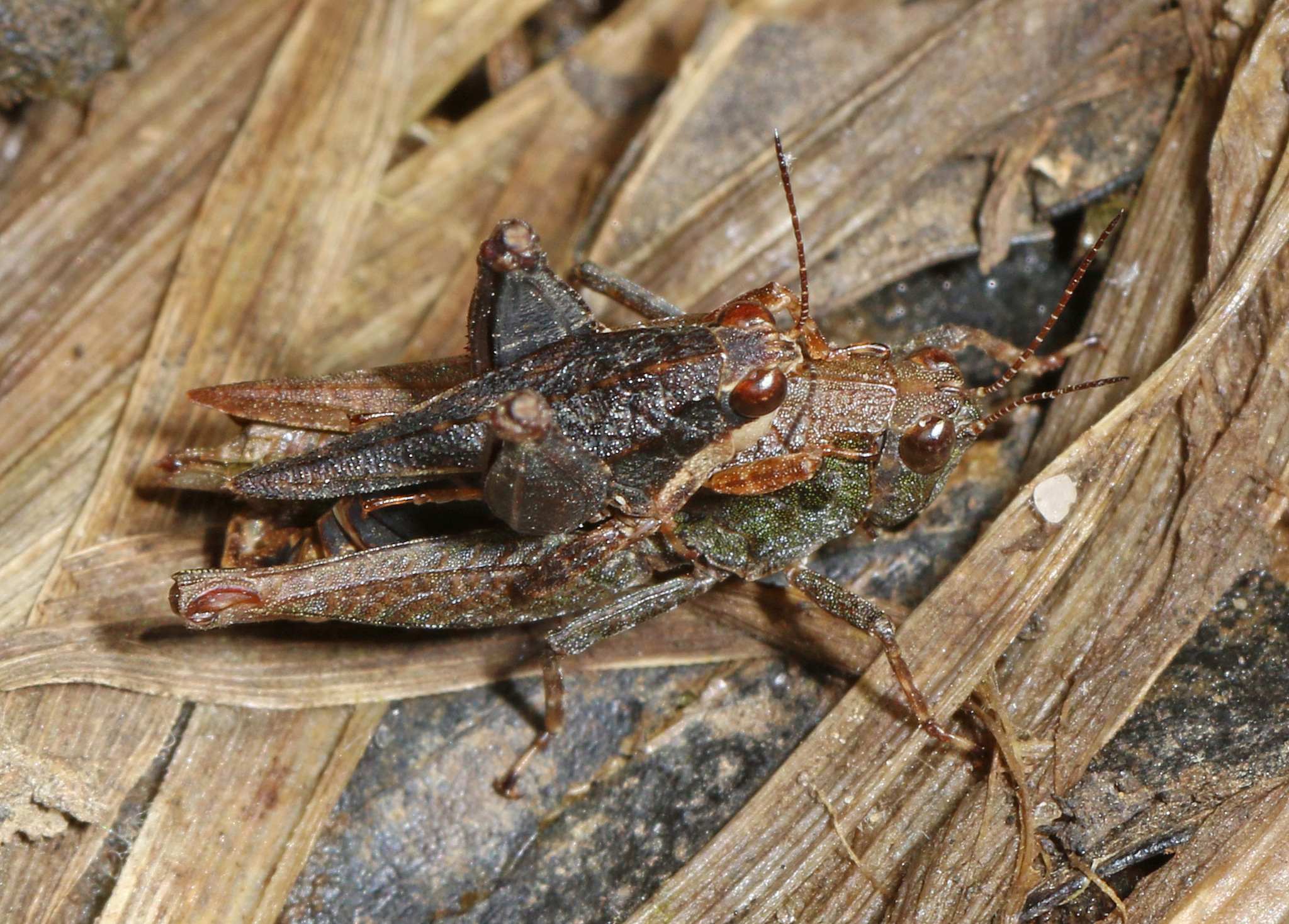 Tettigidea