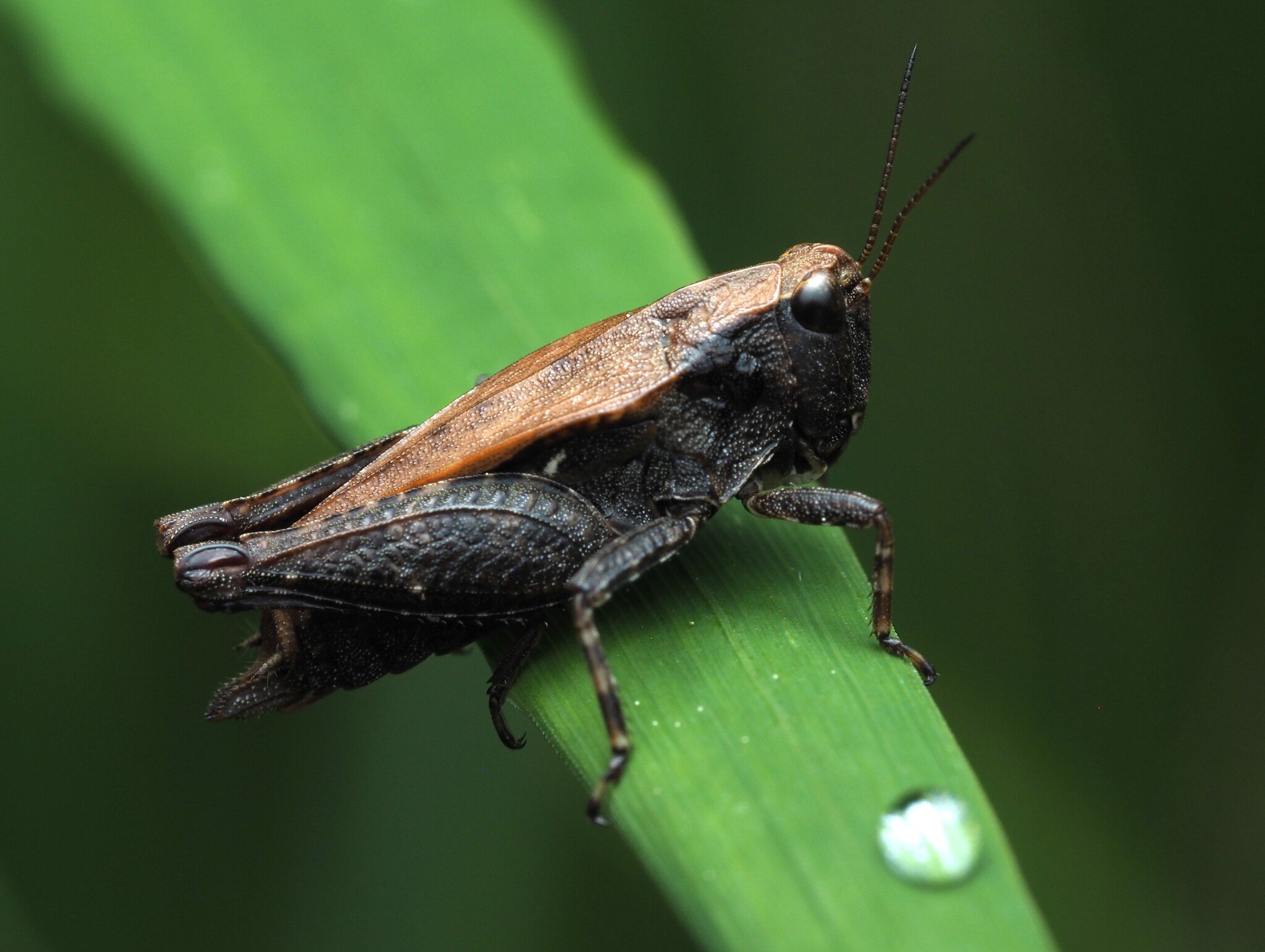Tettigidea