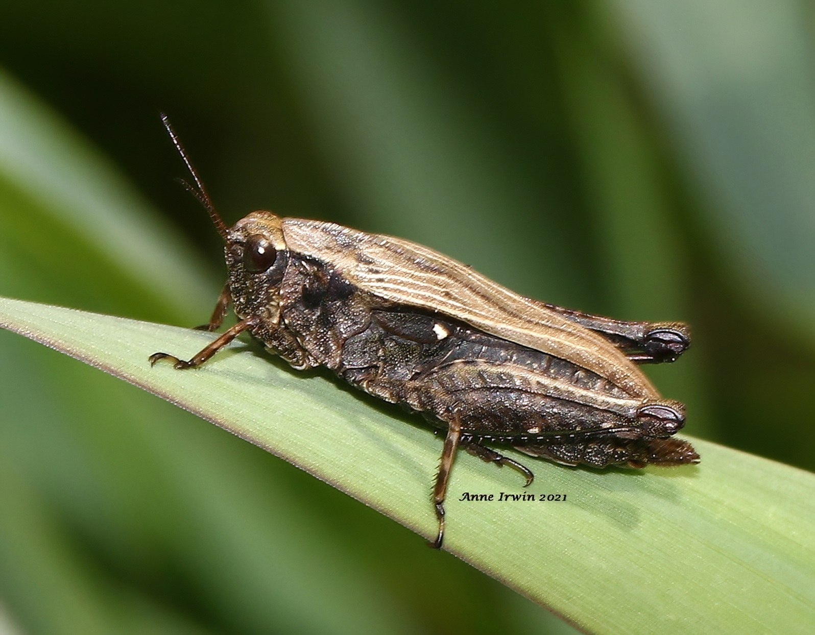 Tettigidea