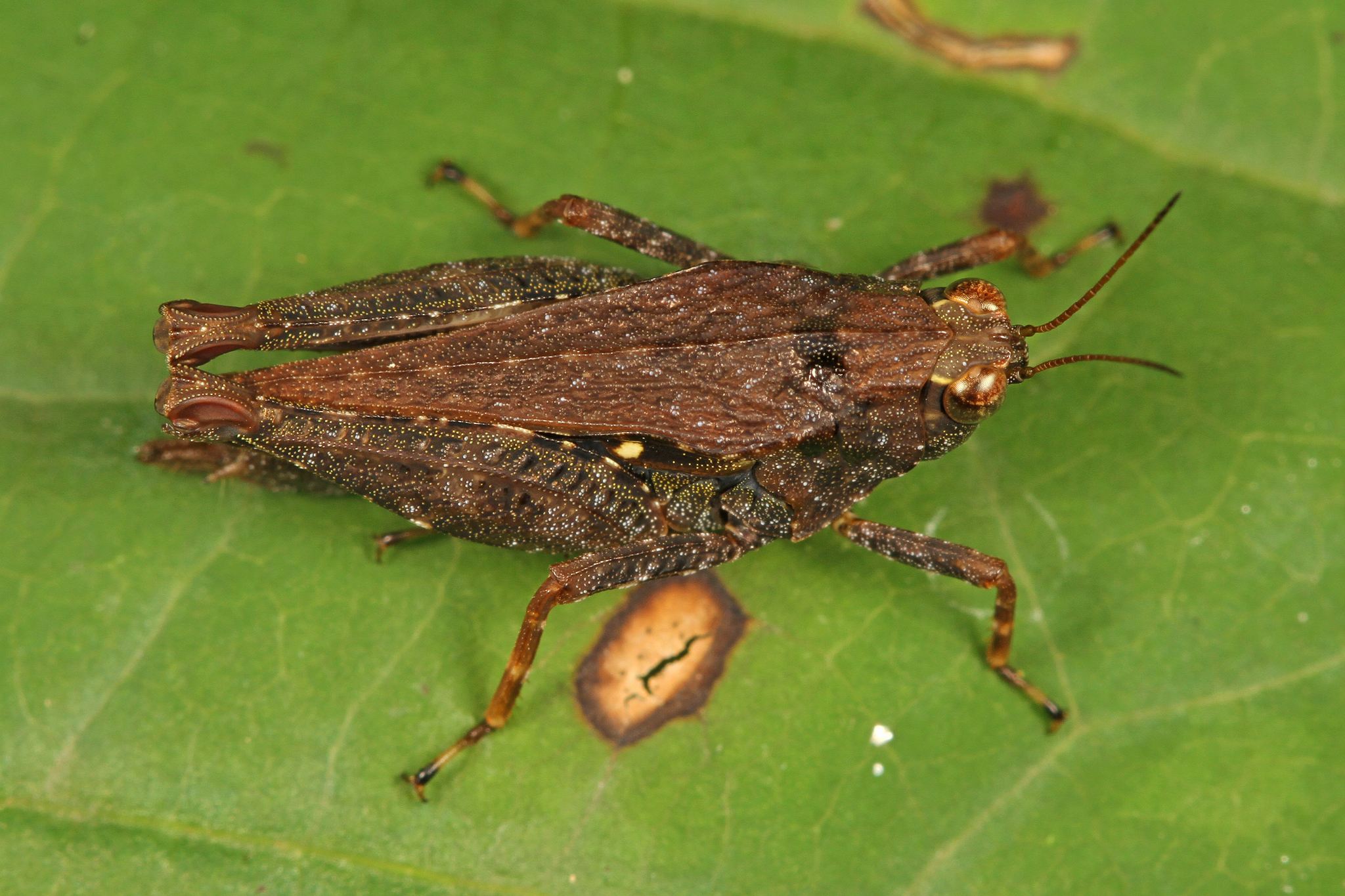 Tettigidea