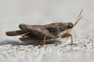 Tettigidea