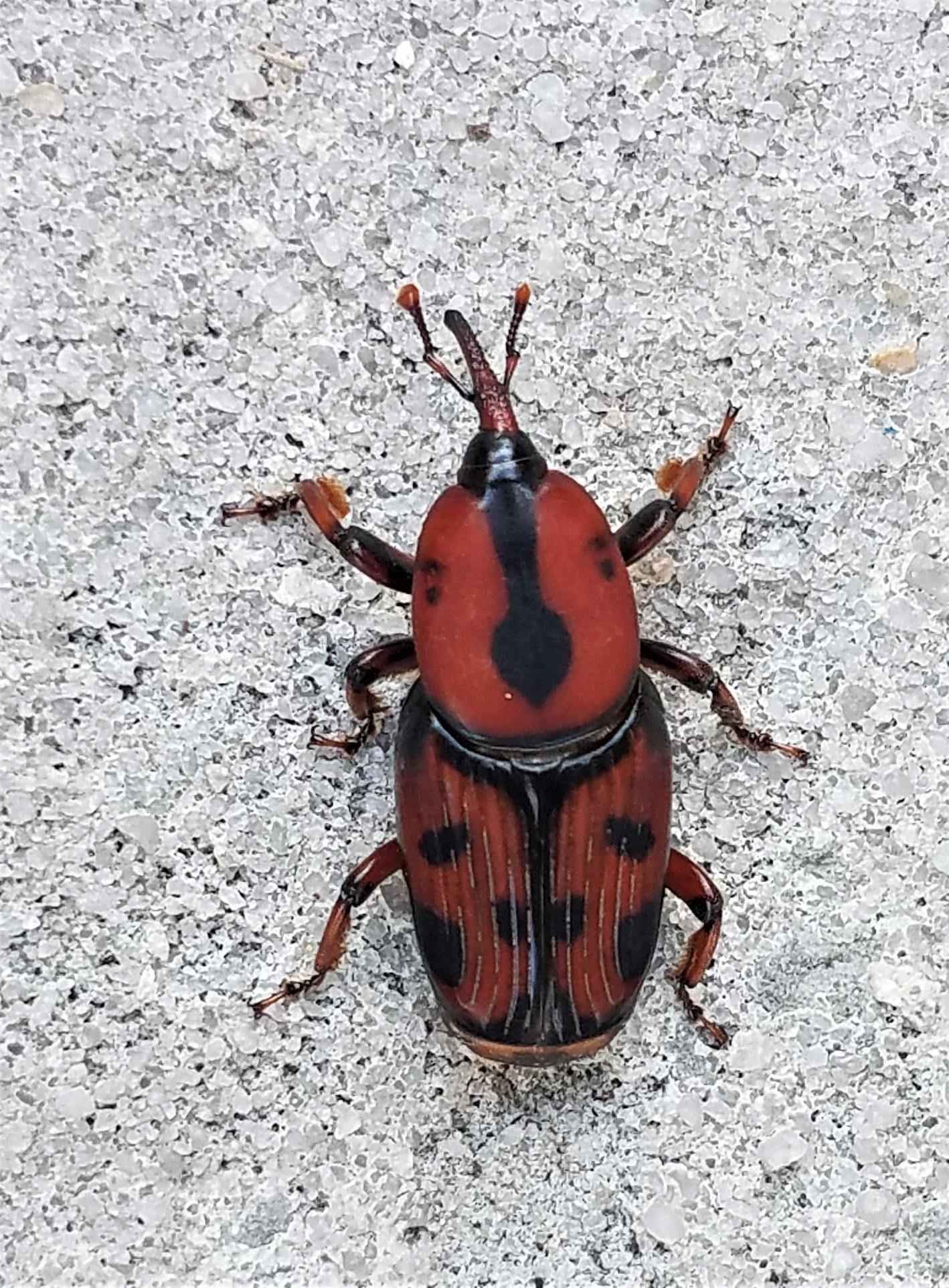 Rhynchophorus cruentatus