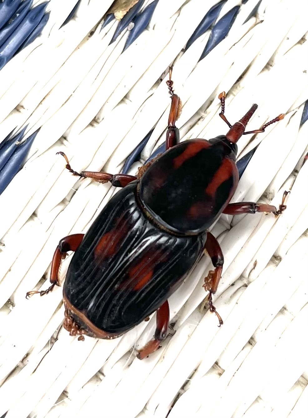 Rhynchophorus cruentatus