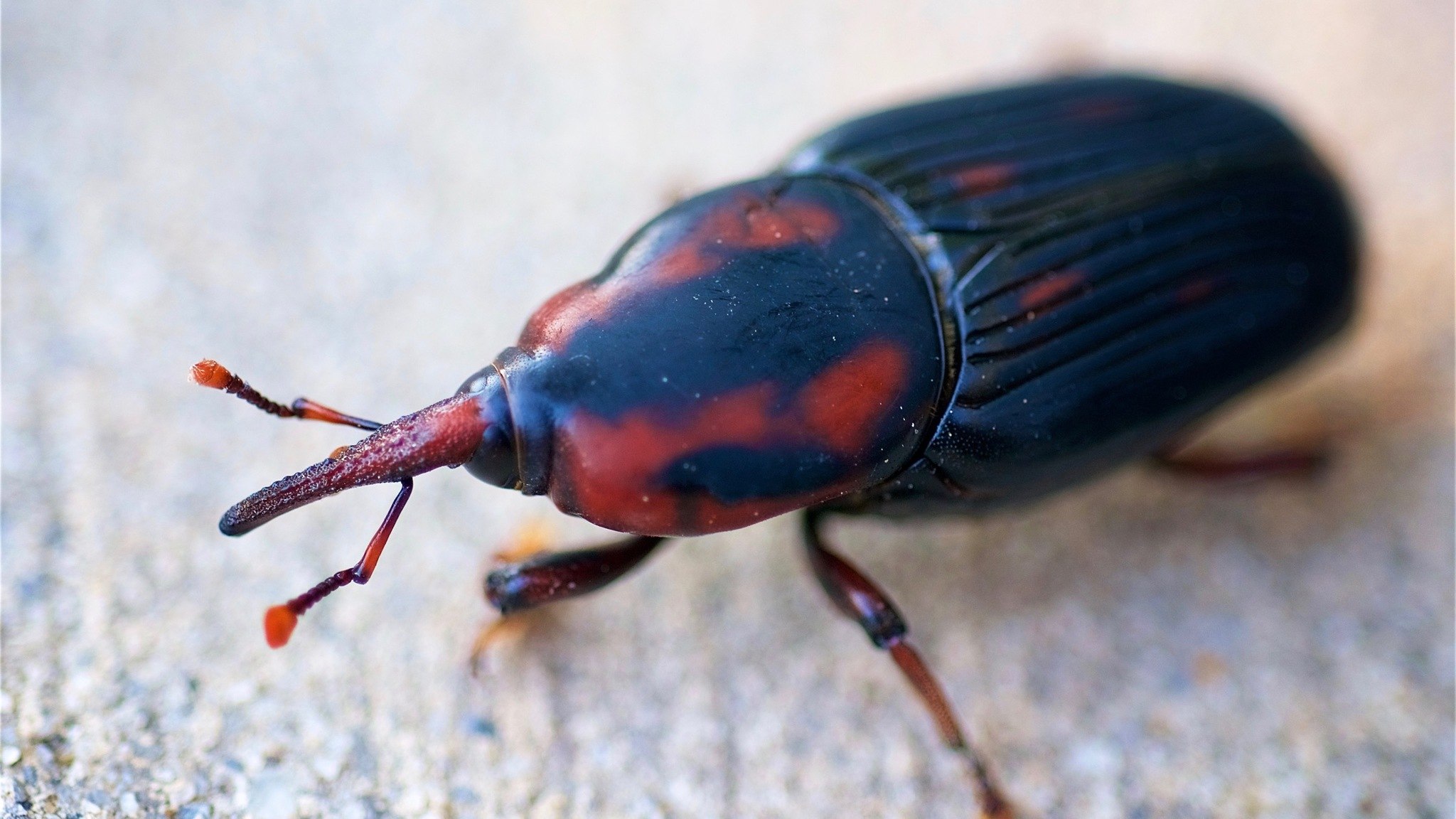 Rhynchophorus cruentatus