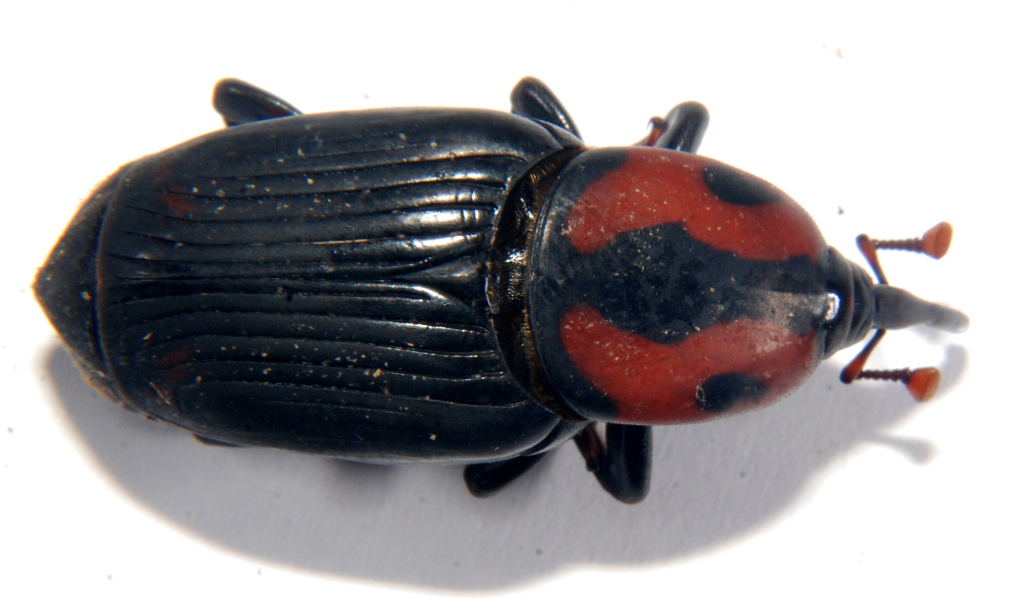 Rhynchophorus cruentatus