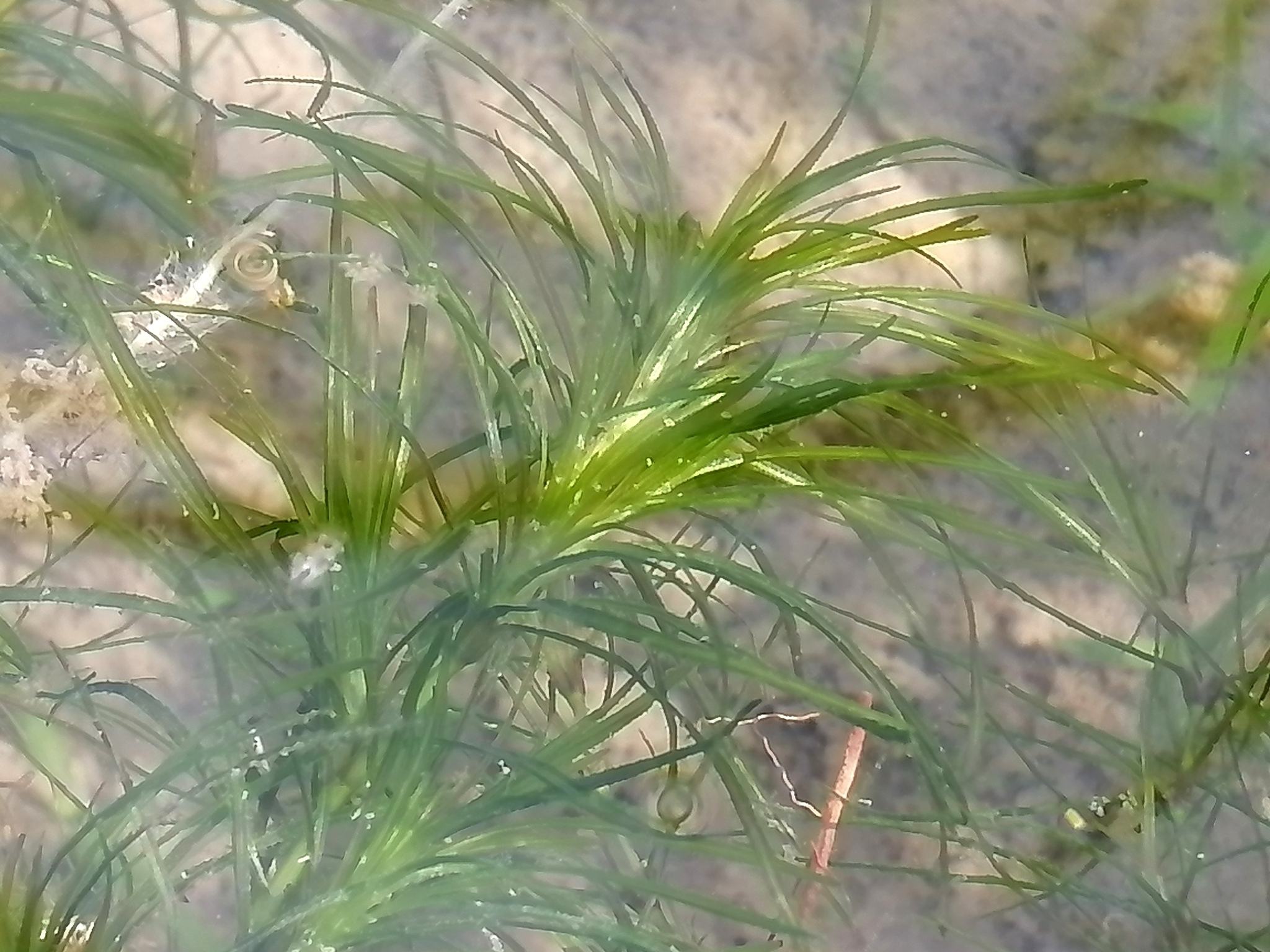 Najas graminea