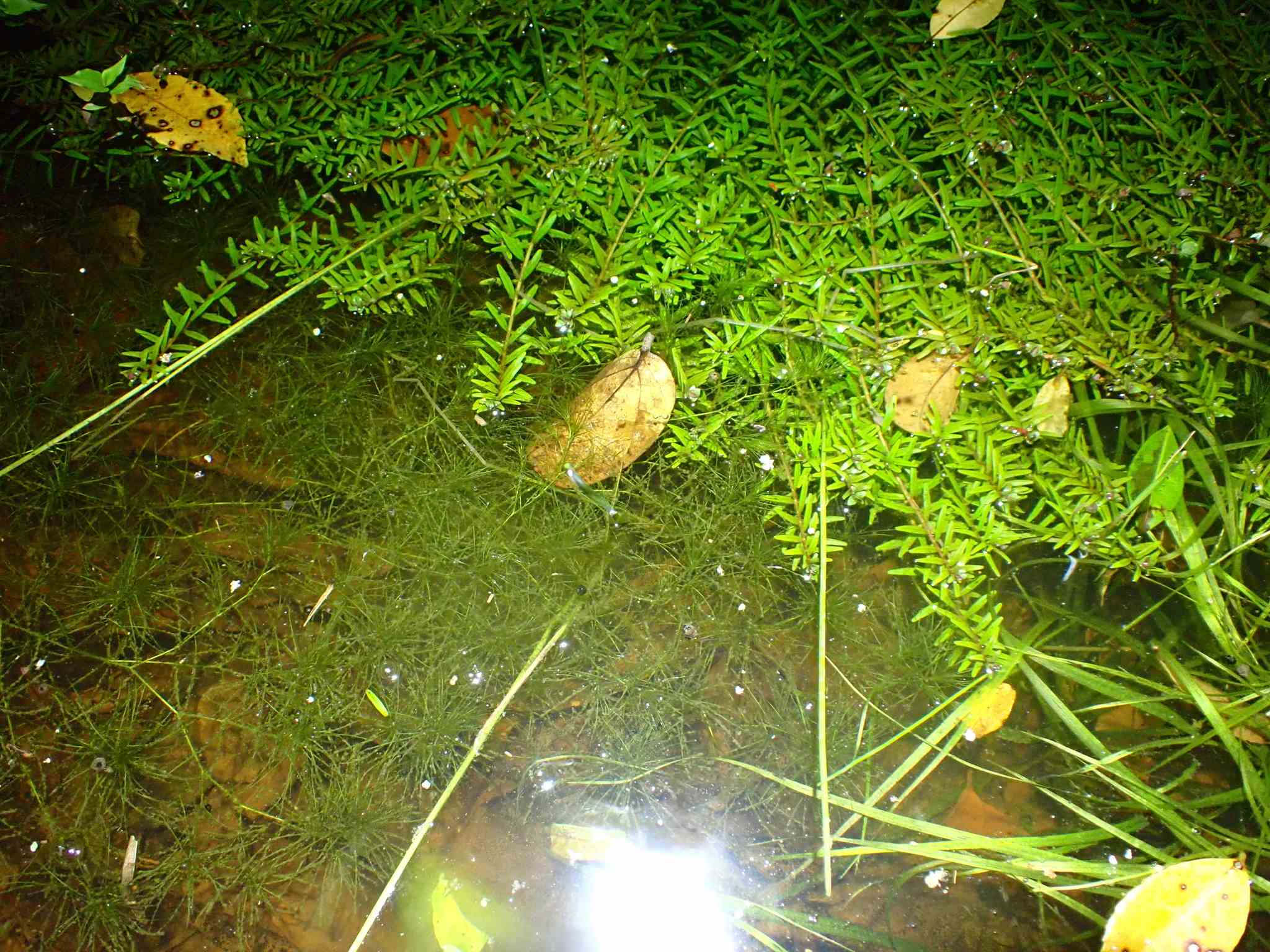 Najas graminea